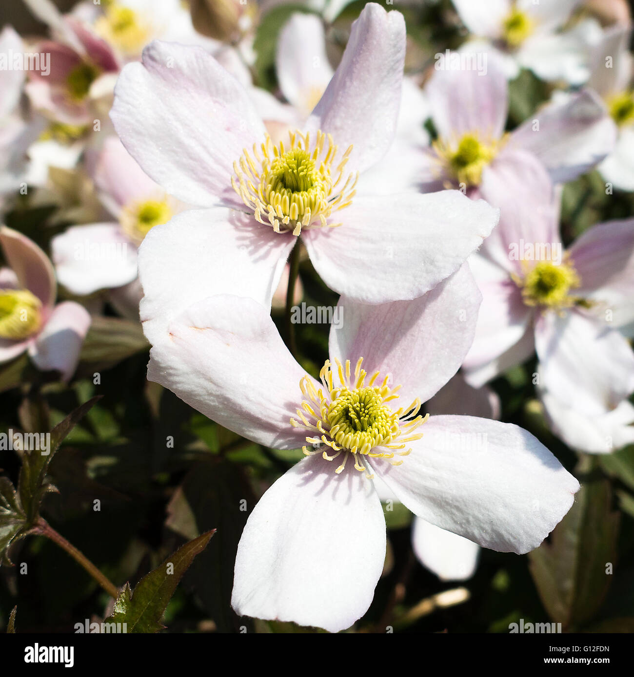 The Pale Pink Flowers of Clematis Montana Rubens in an Alsager Garden Cheshire England United Kingdom UK Stock Photo