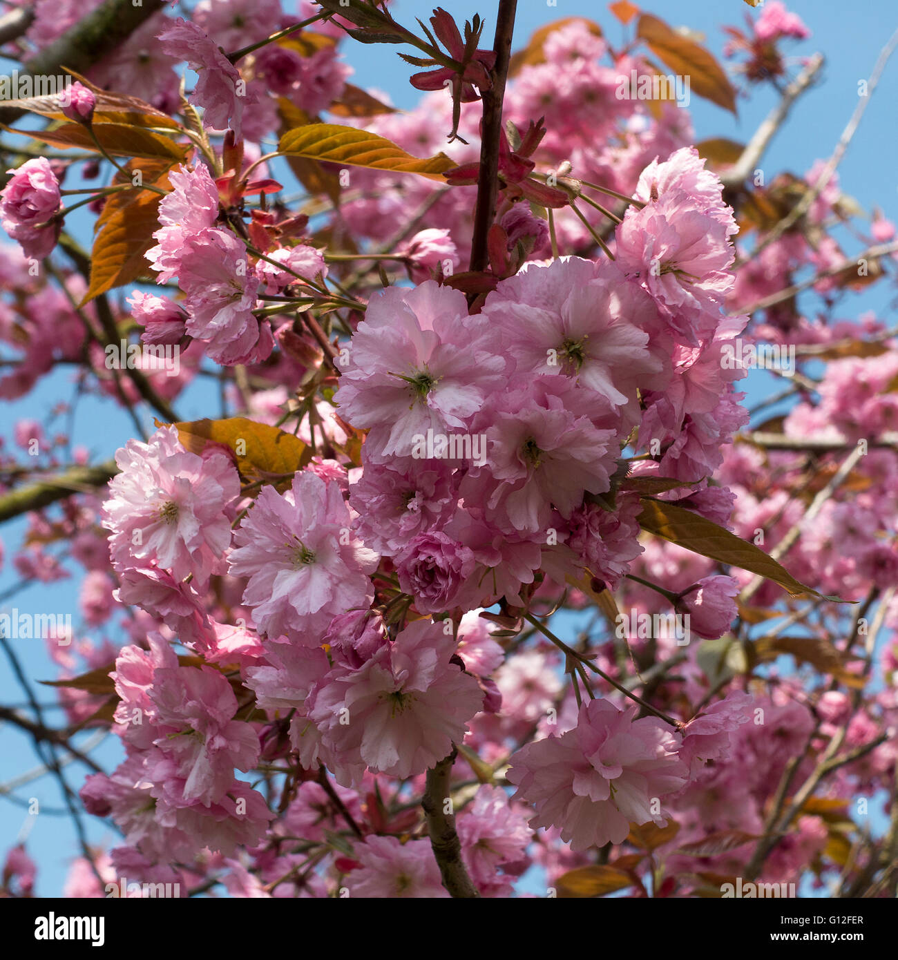 Clusters of Double Pale Pink Cherry Blossom Flowers Pink Perfection in