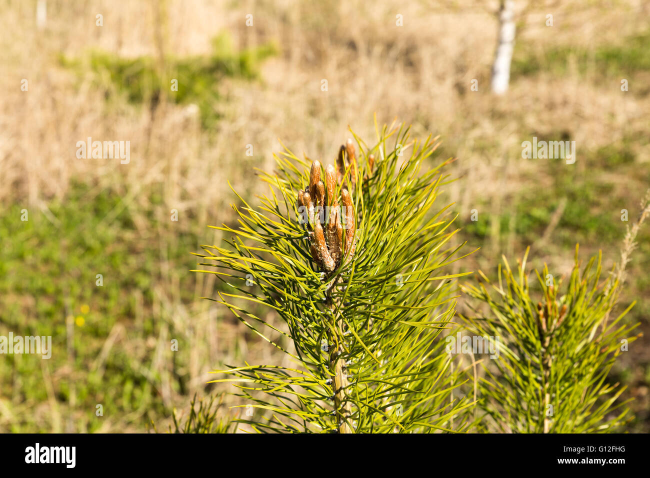 young sprout of spruce Stock Photo Alamy