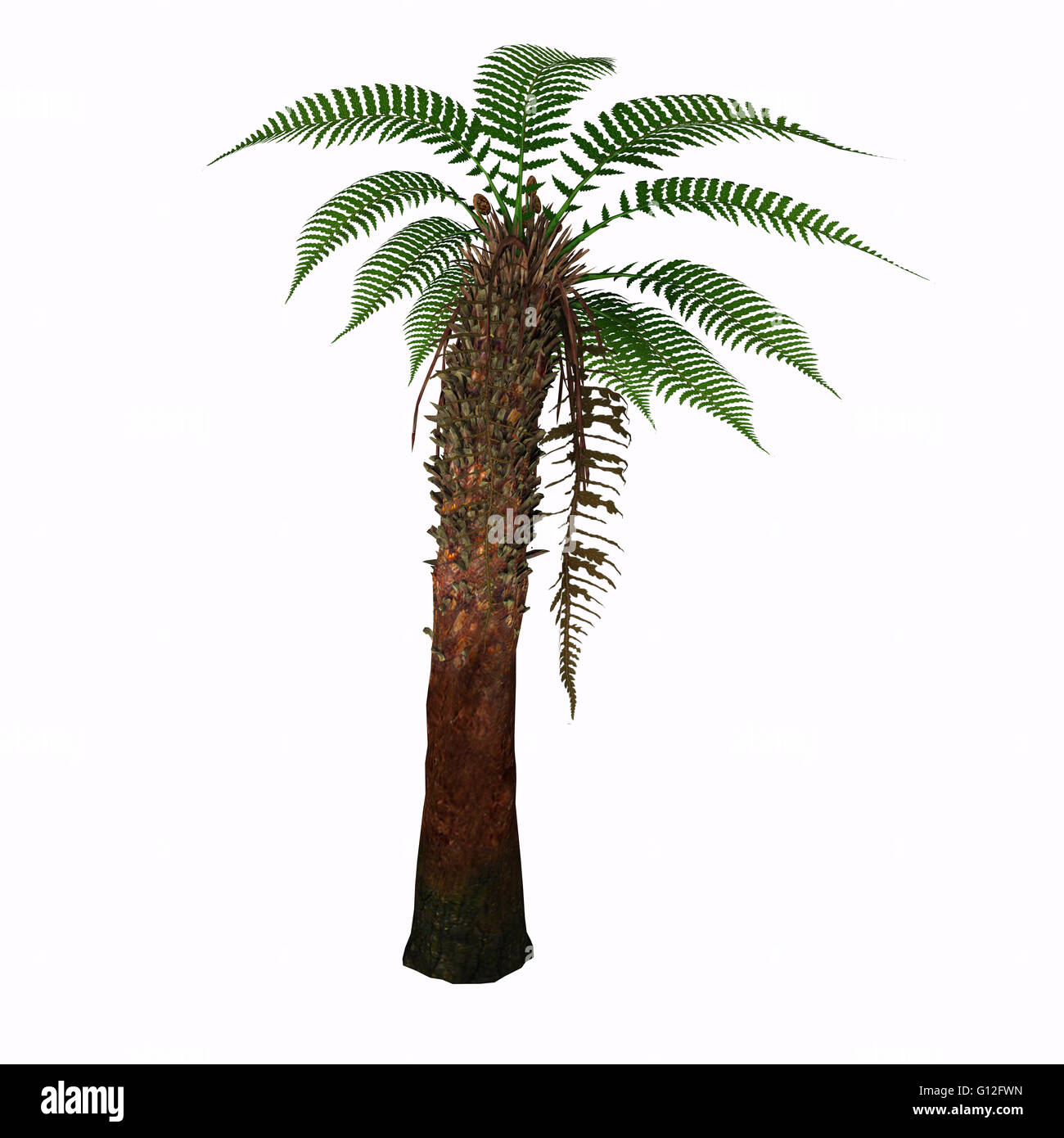 Dickonsia Antarctica Tree Fern with 15cm Trunk
