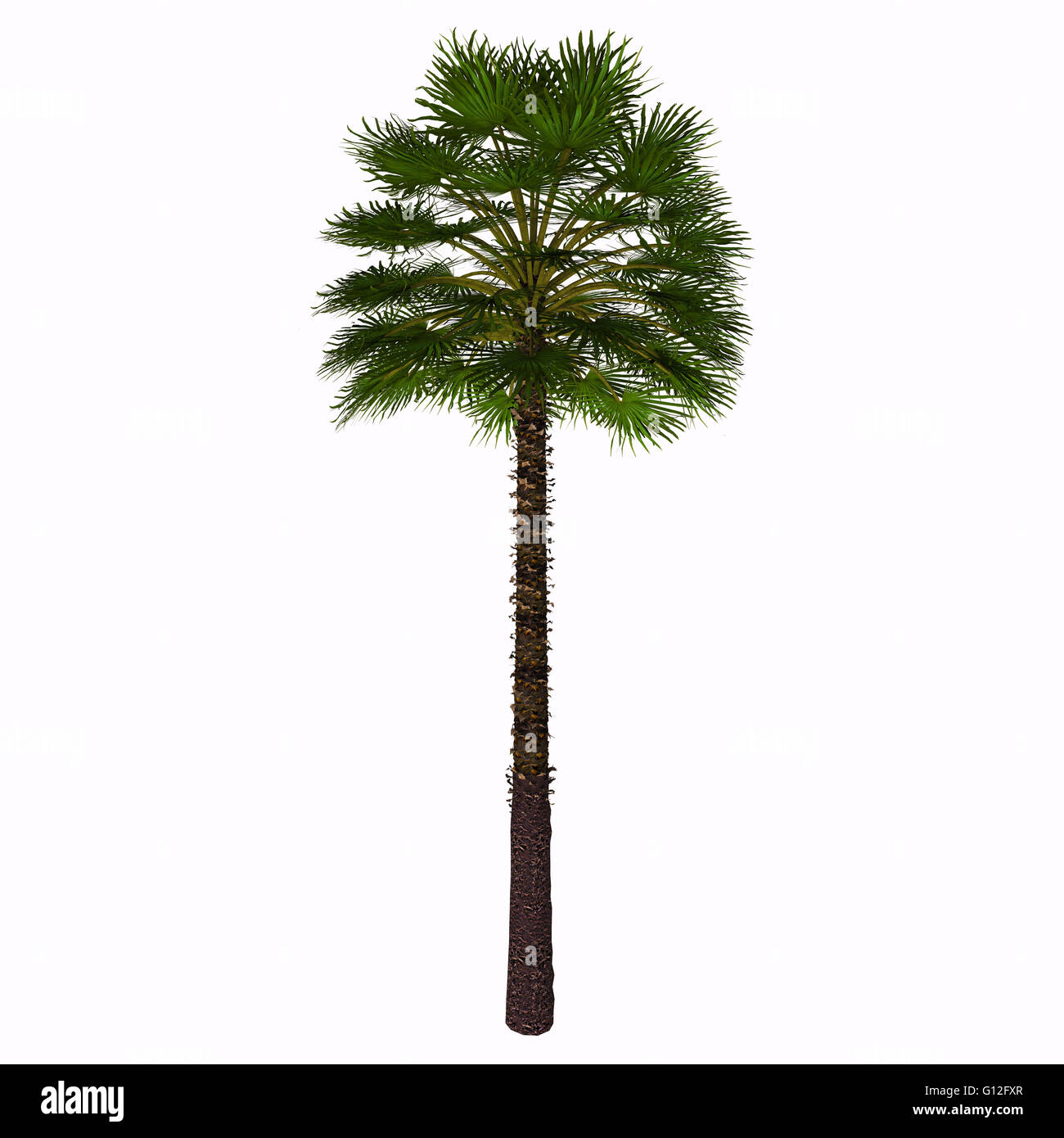 This palm is often found as a thick shrub, with an height of about 2-3 meters. Stock Photo