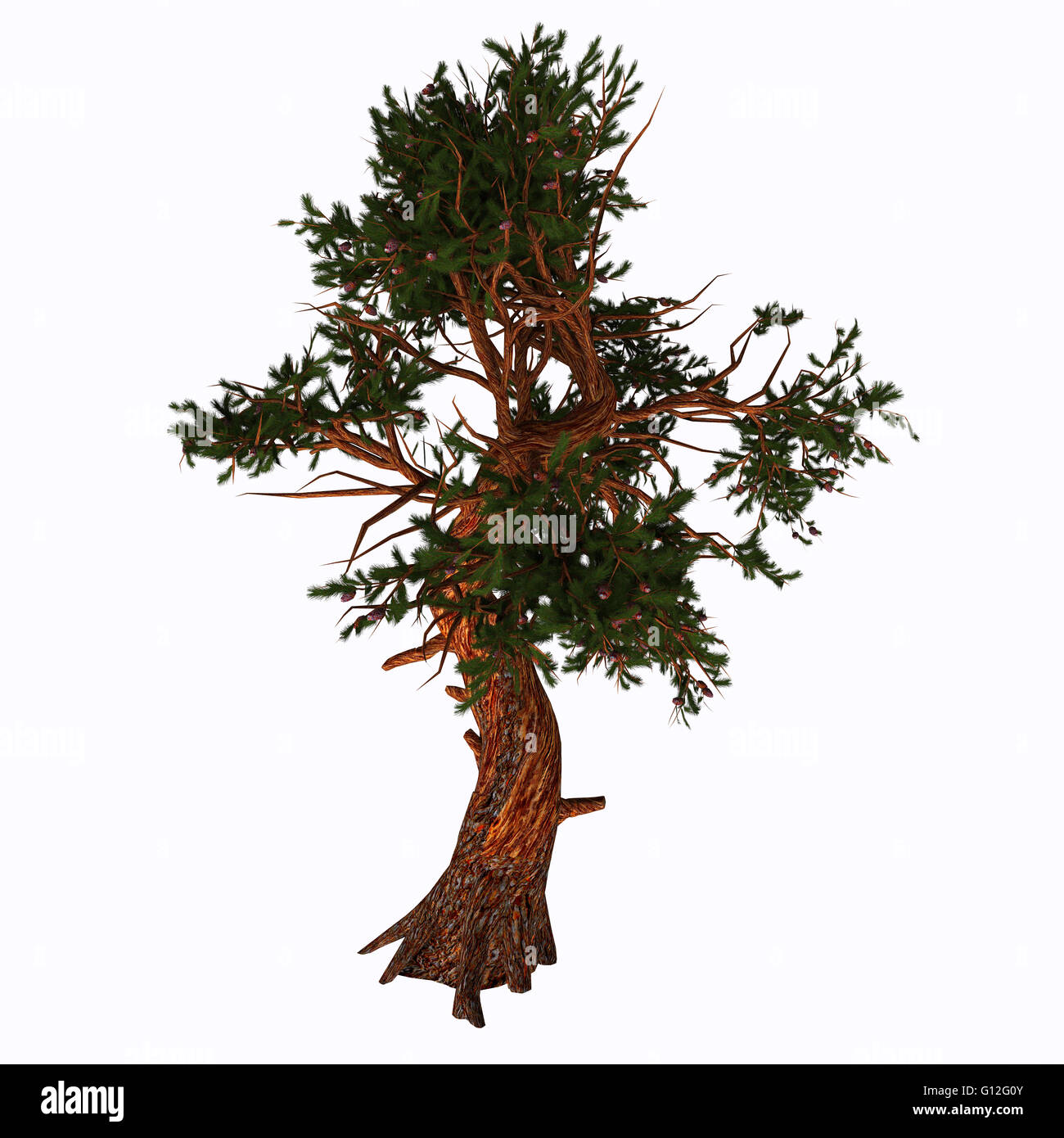 Pinus aristata, the Rocky Mountain bristlecone pine, is a species of pine native to the United States. Stock Photo