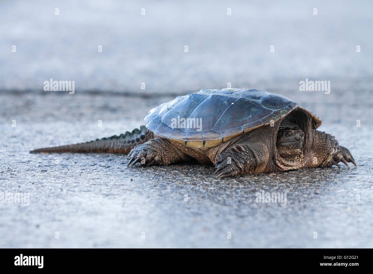 snapping turtle (Chelydra serpentina) Stock Photo
