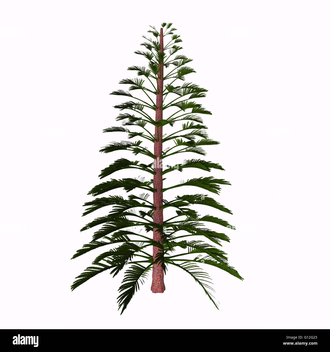 Walchia is a fossil conifer, cypress-like genus of Upper Pennsylvanian (Carboniferous) and lower Permian (about 310-290 Mya). Stock Photo