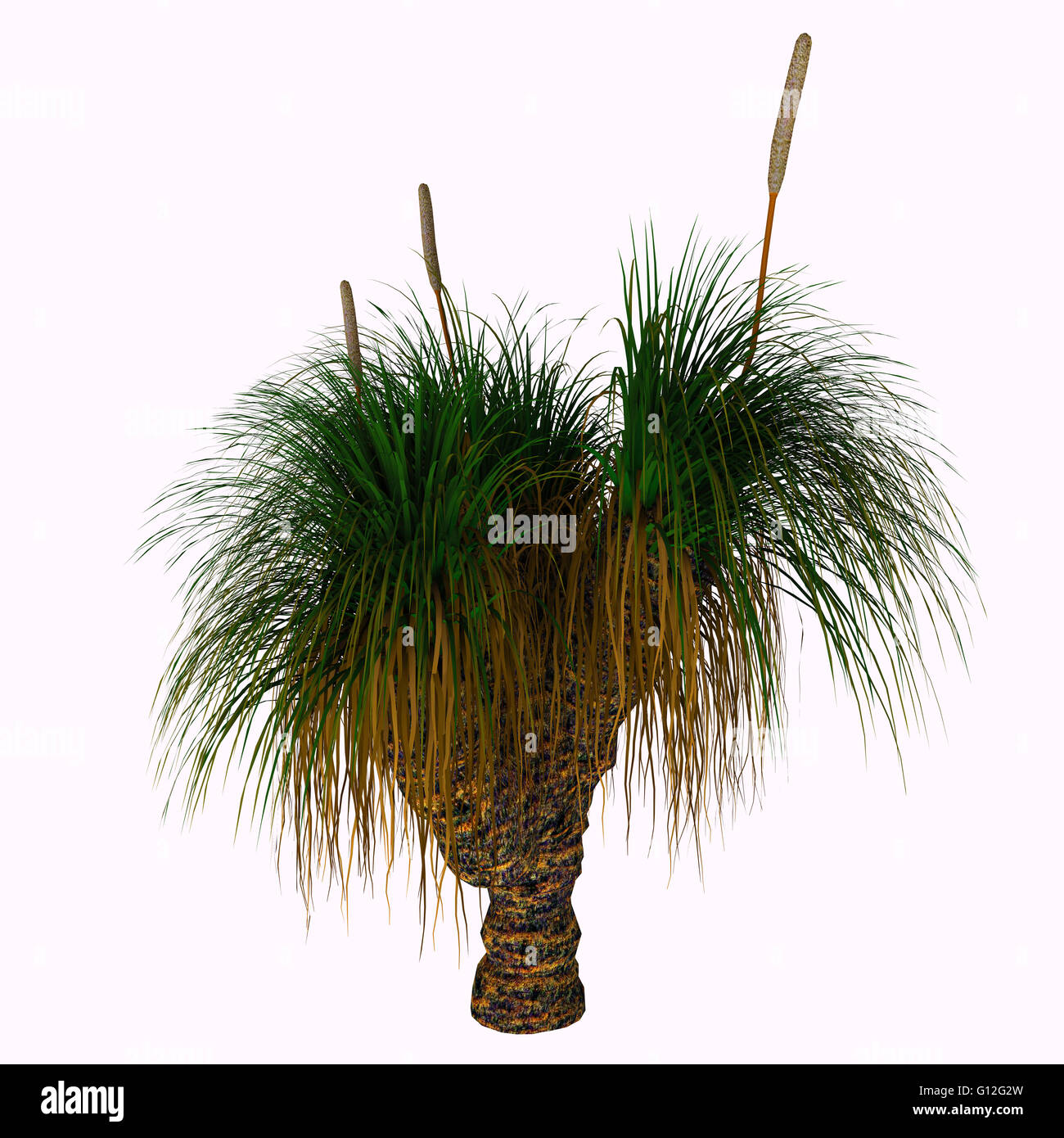 Xanthorrhoea Australis The Grass Tree Or Black Boy Is An Australian Stock Photo Alamy