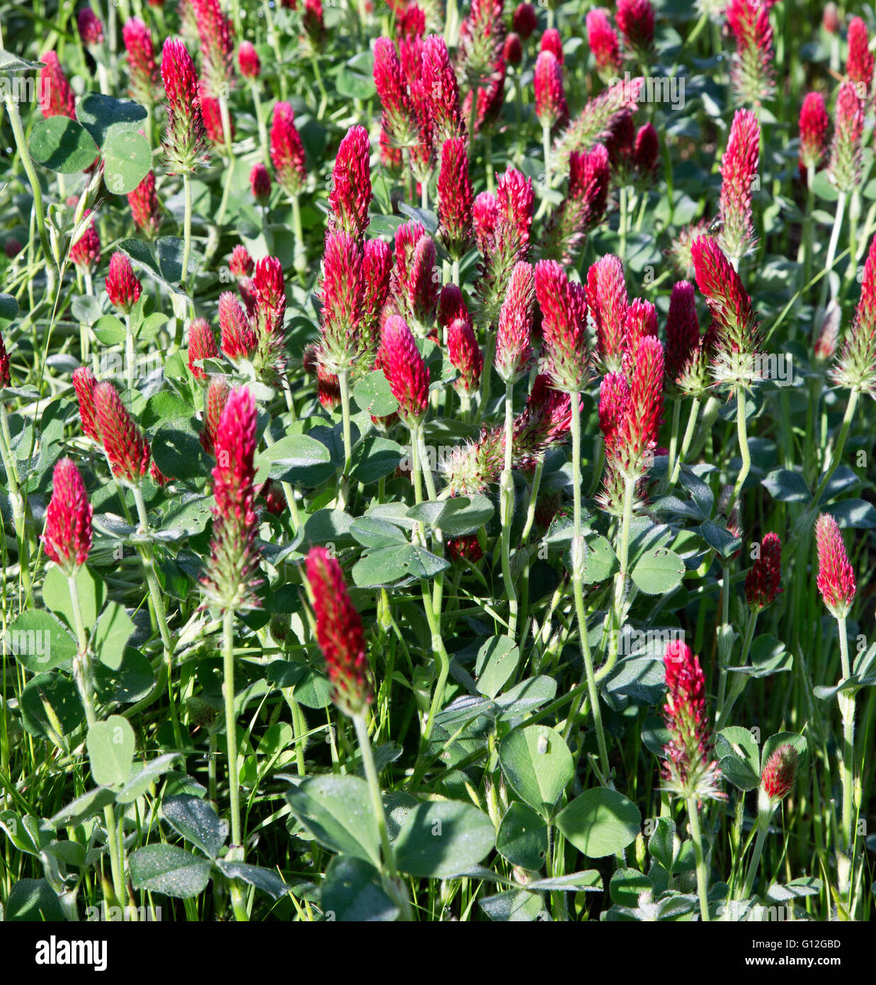 Crimson Clover 'Trifolium incarnatum' flowering in green field. Stock Photo