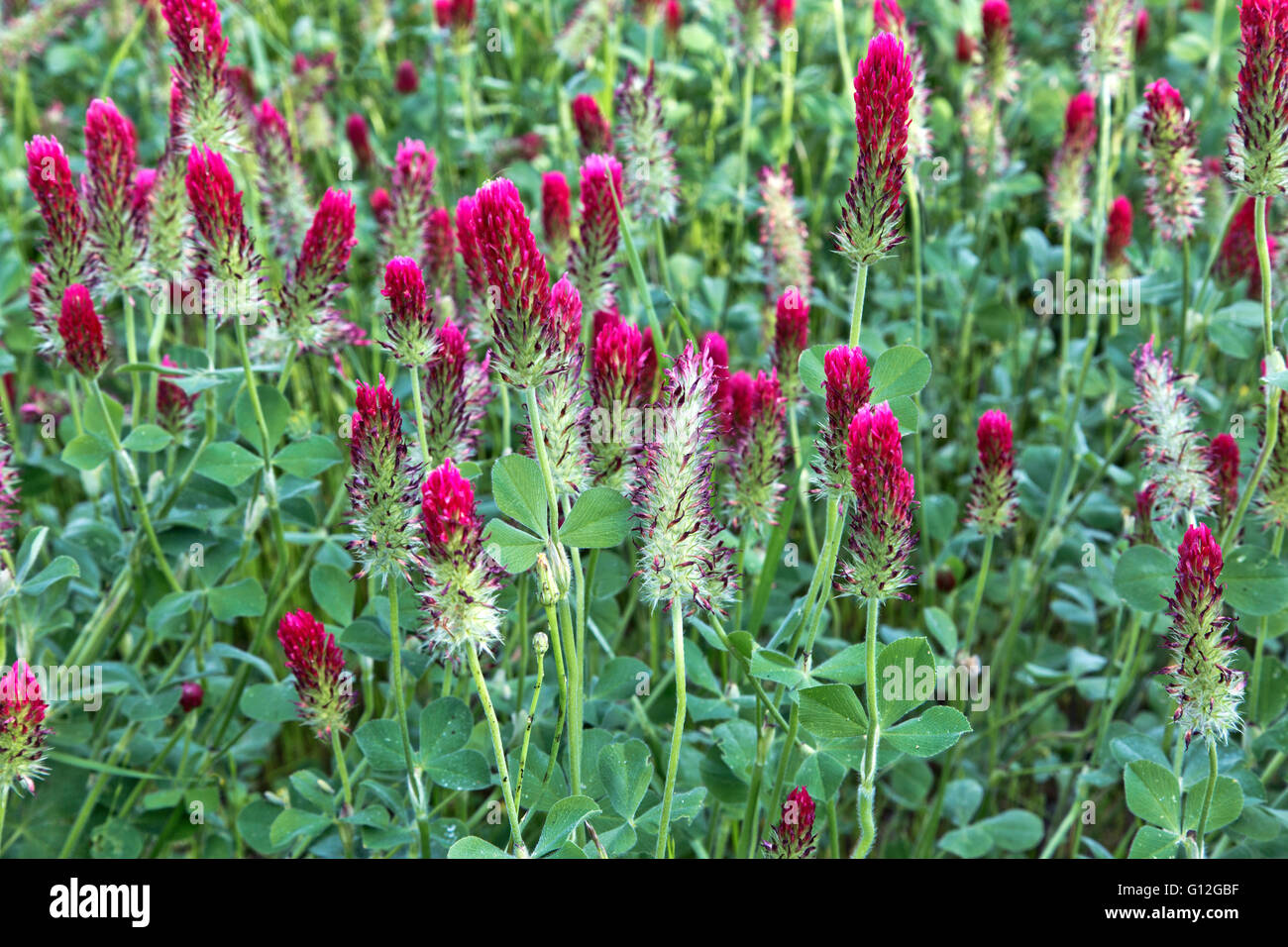 Crimson Clover 'Trifolium incarnatum' flowering in green field. Stock Photo