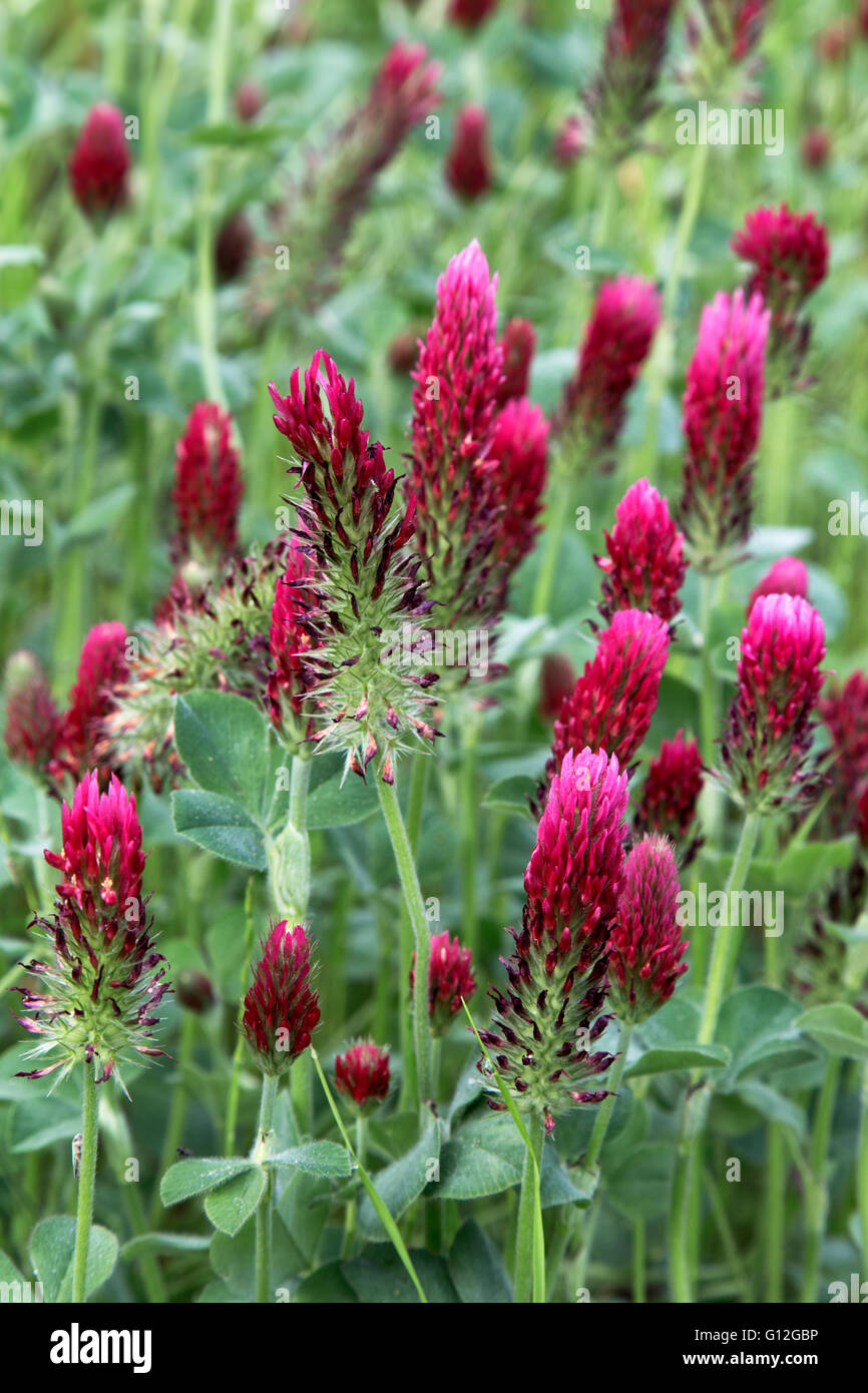Crimson Clover 'Trifolium incarnatum' flowering in green field. Stock Photo