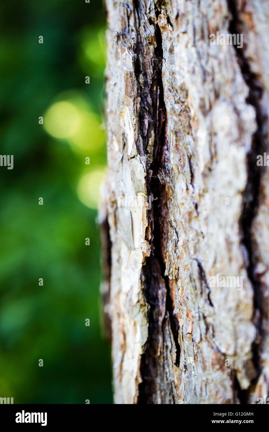 Pine tree bark hires stock photography and images Alamy