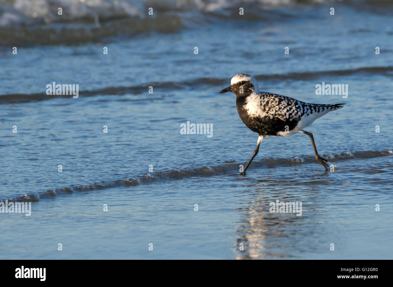 Black-bellied, or grey plover (Pluvialis squatarola) in breeding plumage on the ocean beach, Galveston, Texas, USA. Stock Photo