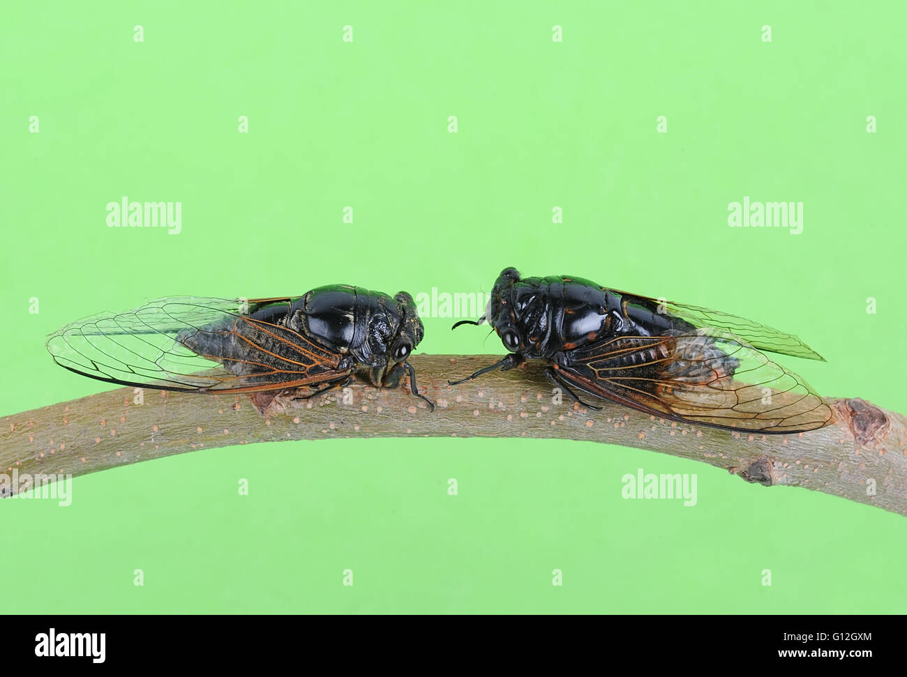 Cicada isolated on Green background Stock Photo
