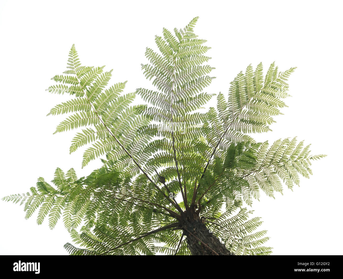 Cyathea isolated in white Stock Photo