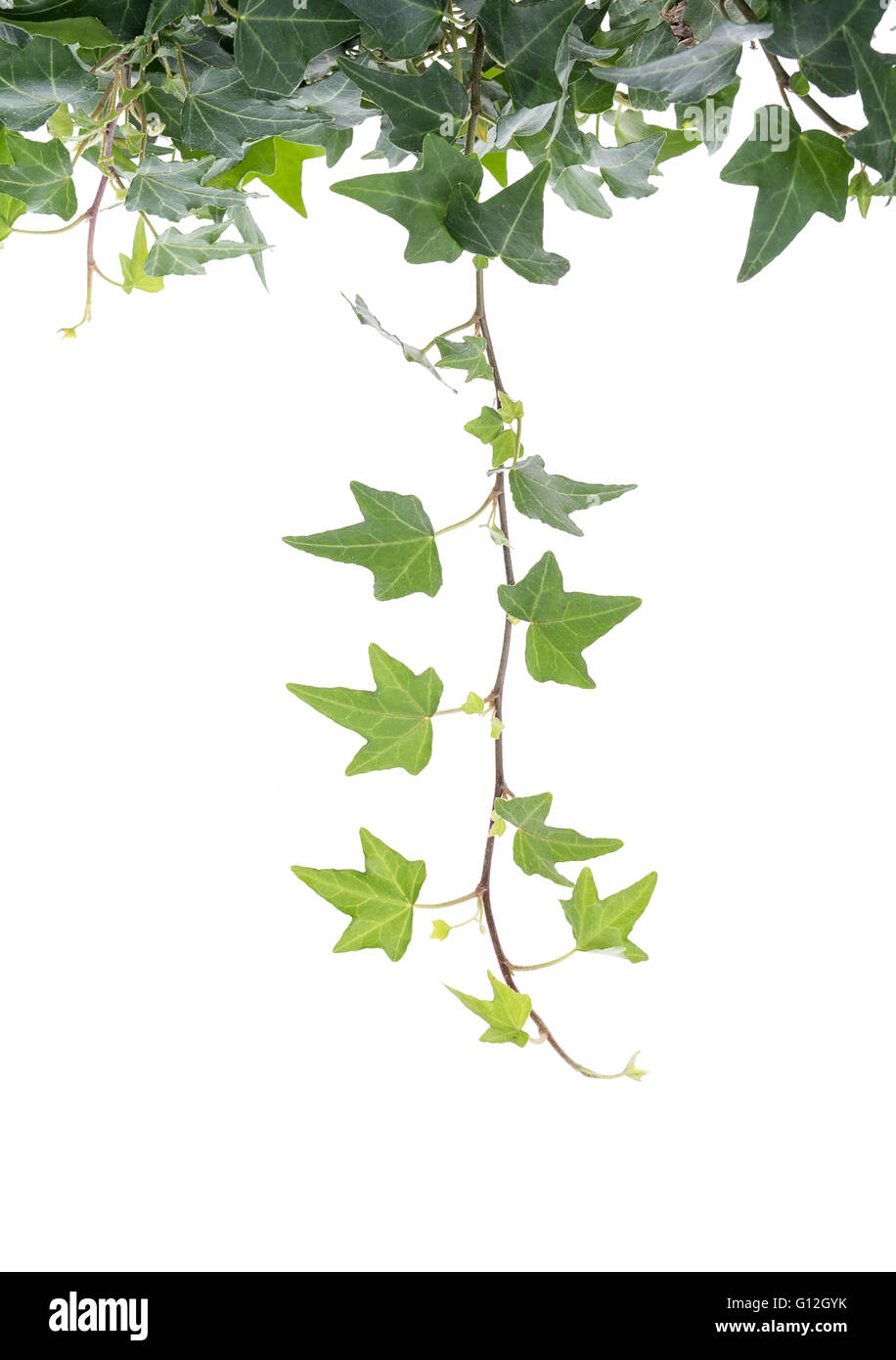 ivy leaves isolated on a white background Stock Photo