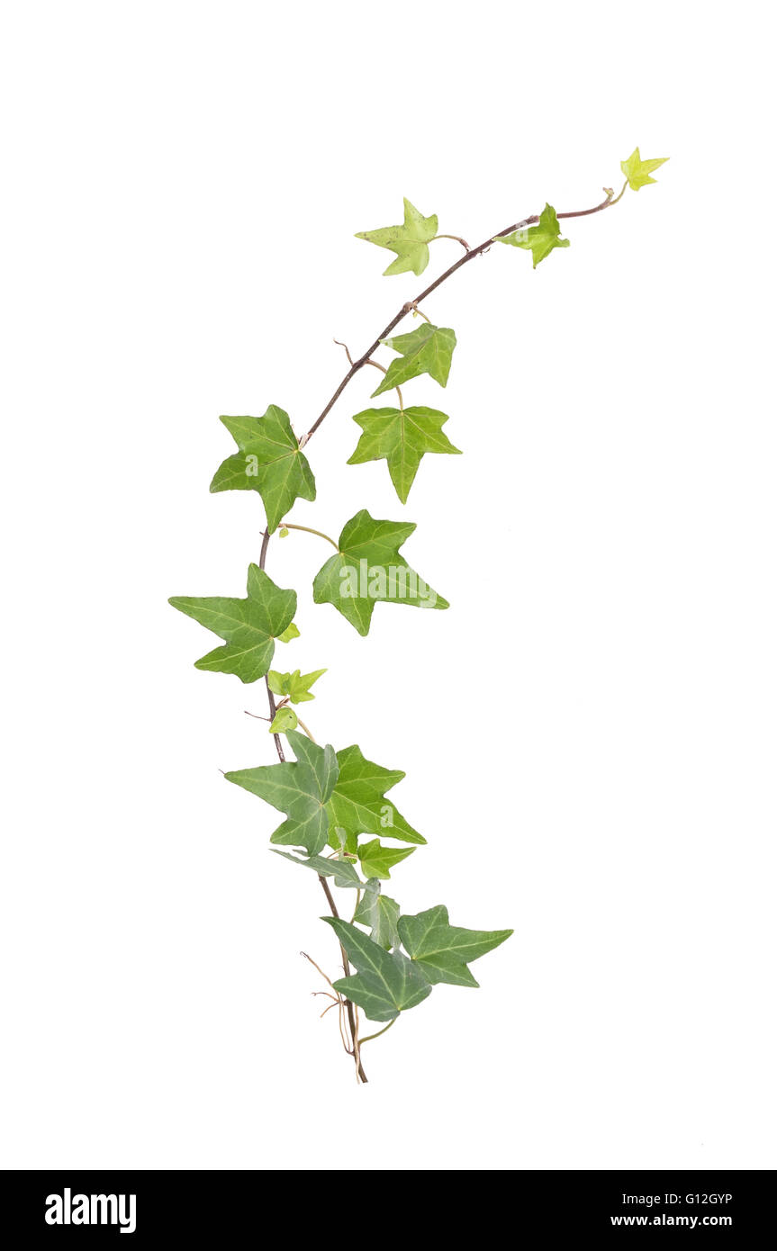 ivy leaves isolated on a white background Stock Photo - Alamy