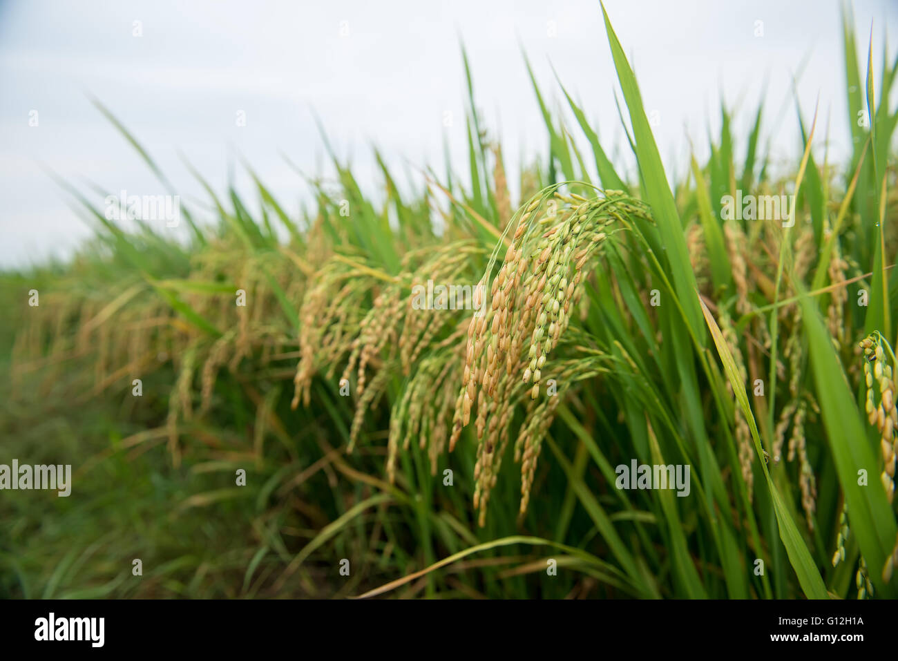 rice field and drops Stock Photo - Alamy
