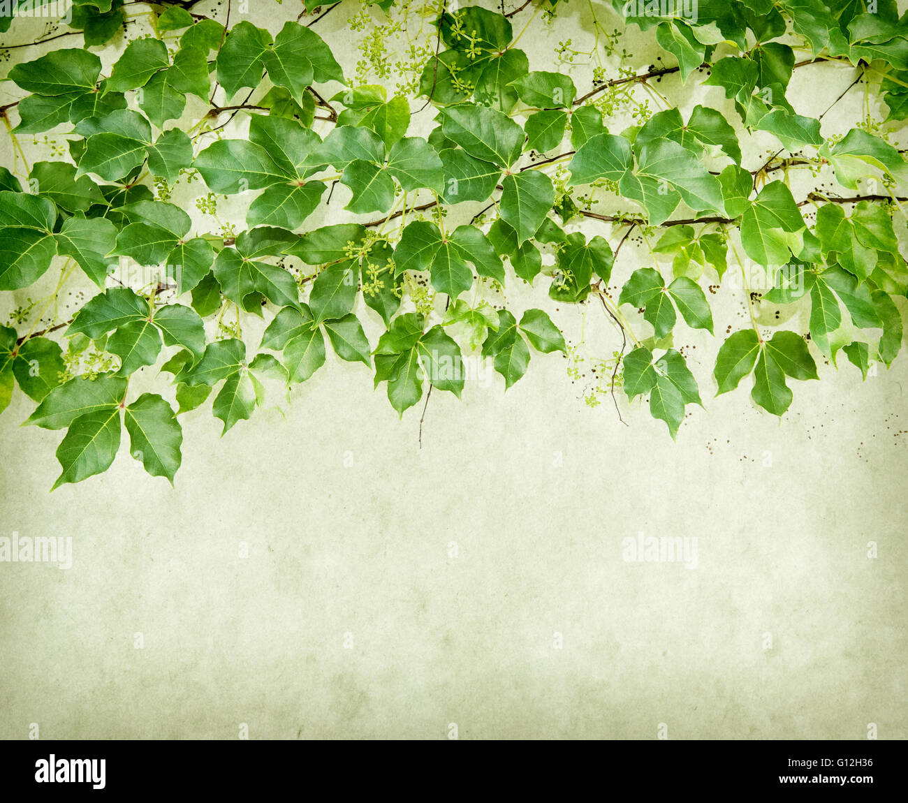 ivy leaves isolated on a white background Stock Photo - Alamy