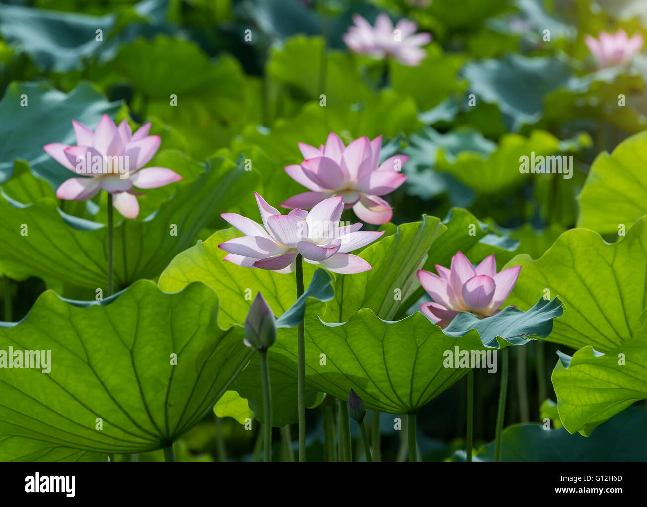Lotus flower and Lotus flower plants Stock Photo