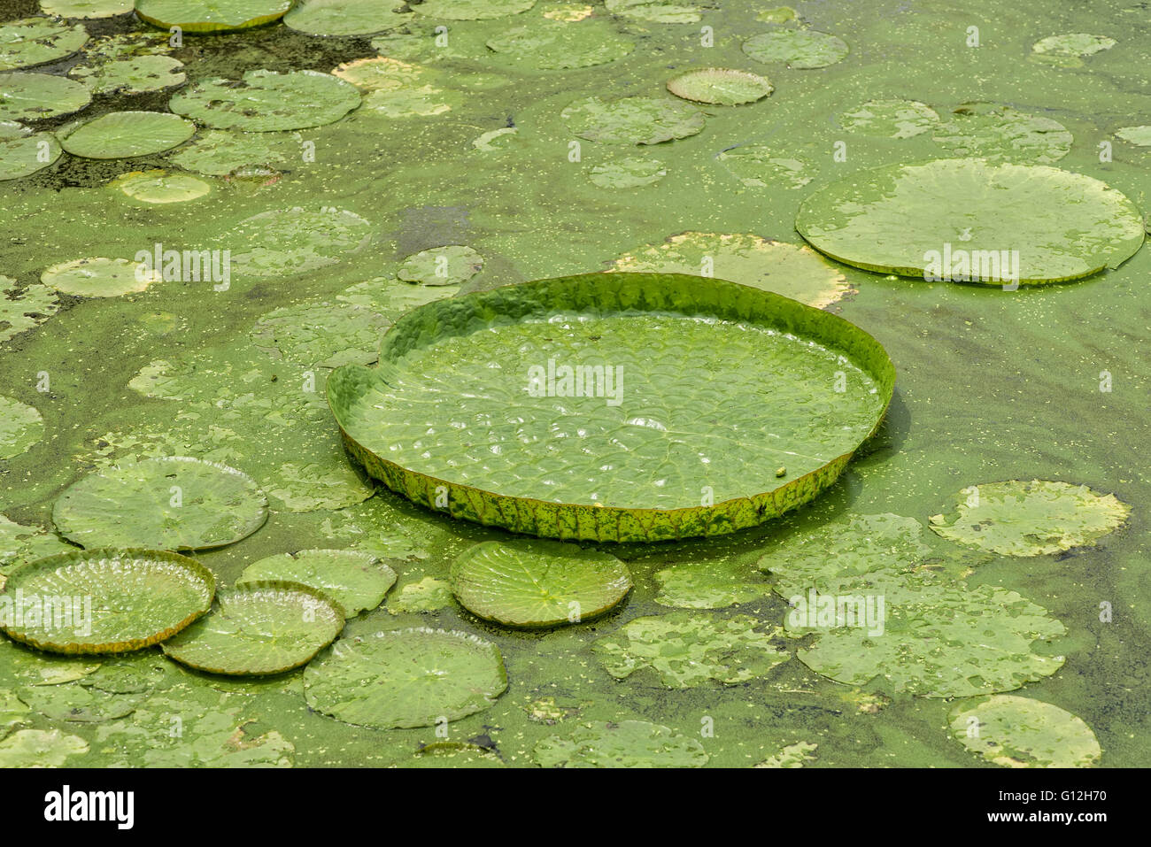Huge floating lotus,Giant Amazon water lily,Victoria amazonia Stock