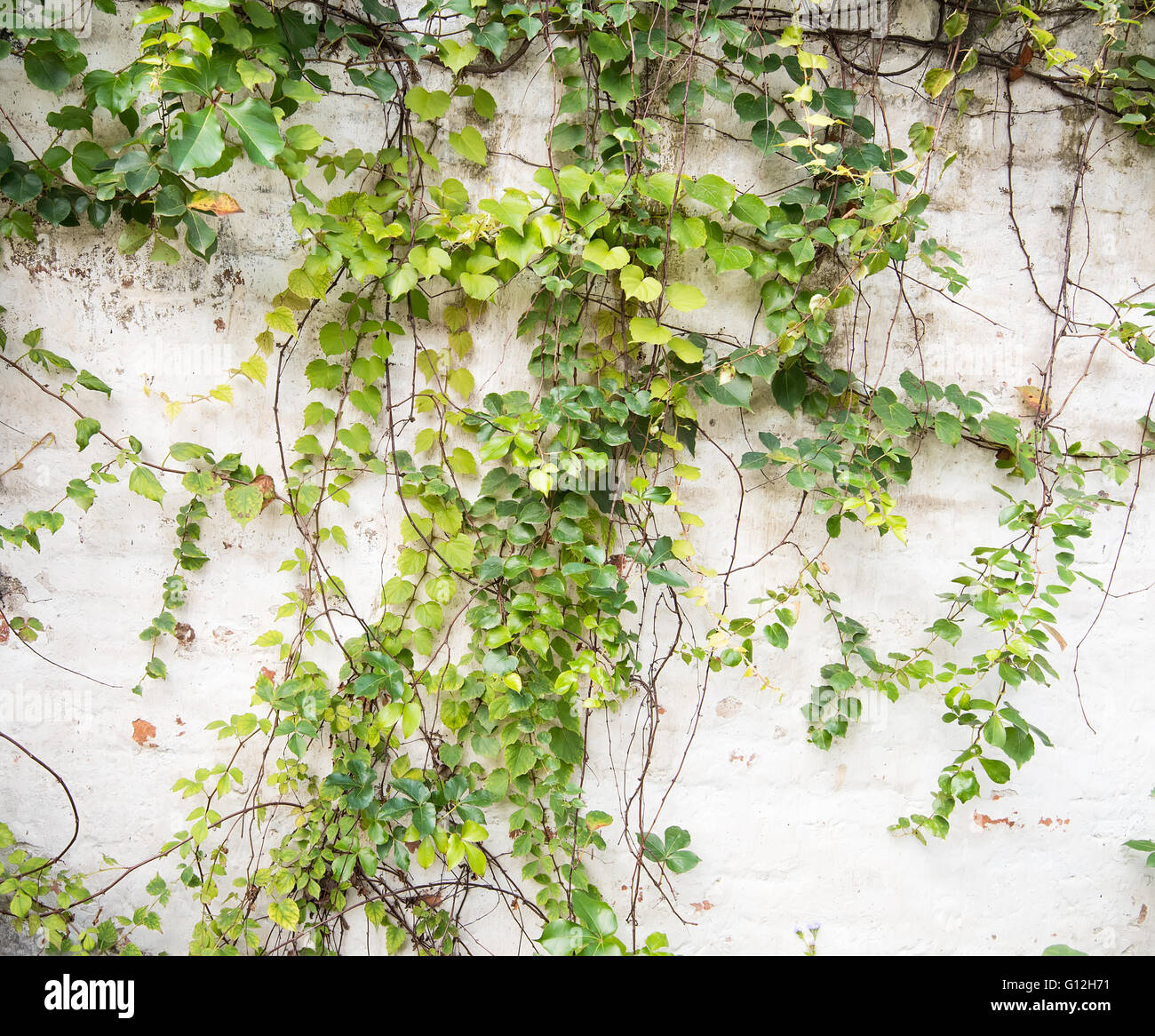 ivy leaves isolated on a white background Stock Photo - Alamy