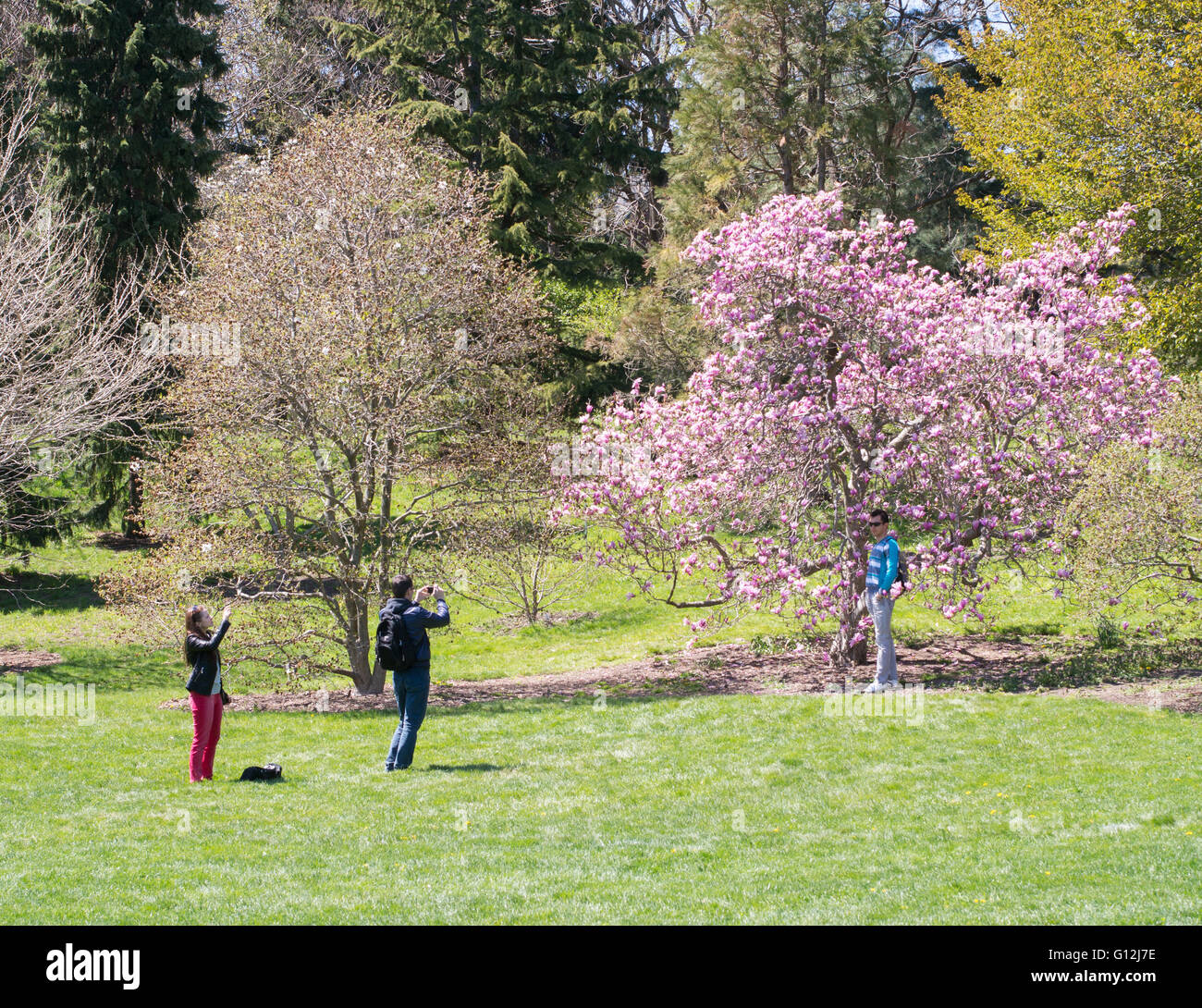 People taking photos pink magnolia blossom, Arnold Arboretum, Arborway, Boston,  Massachusetts, USA Stock Photo