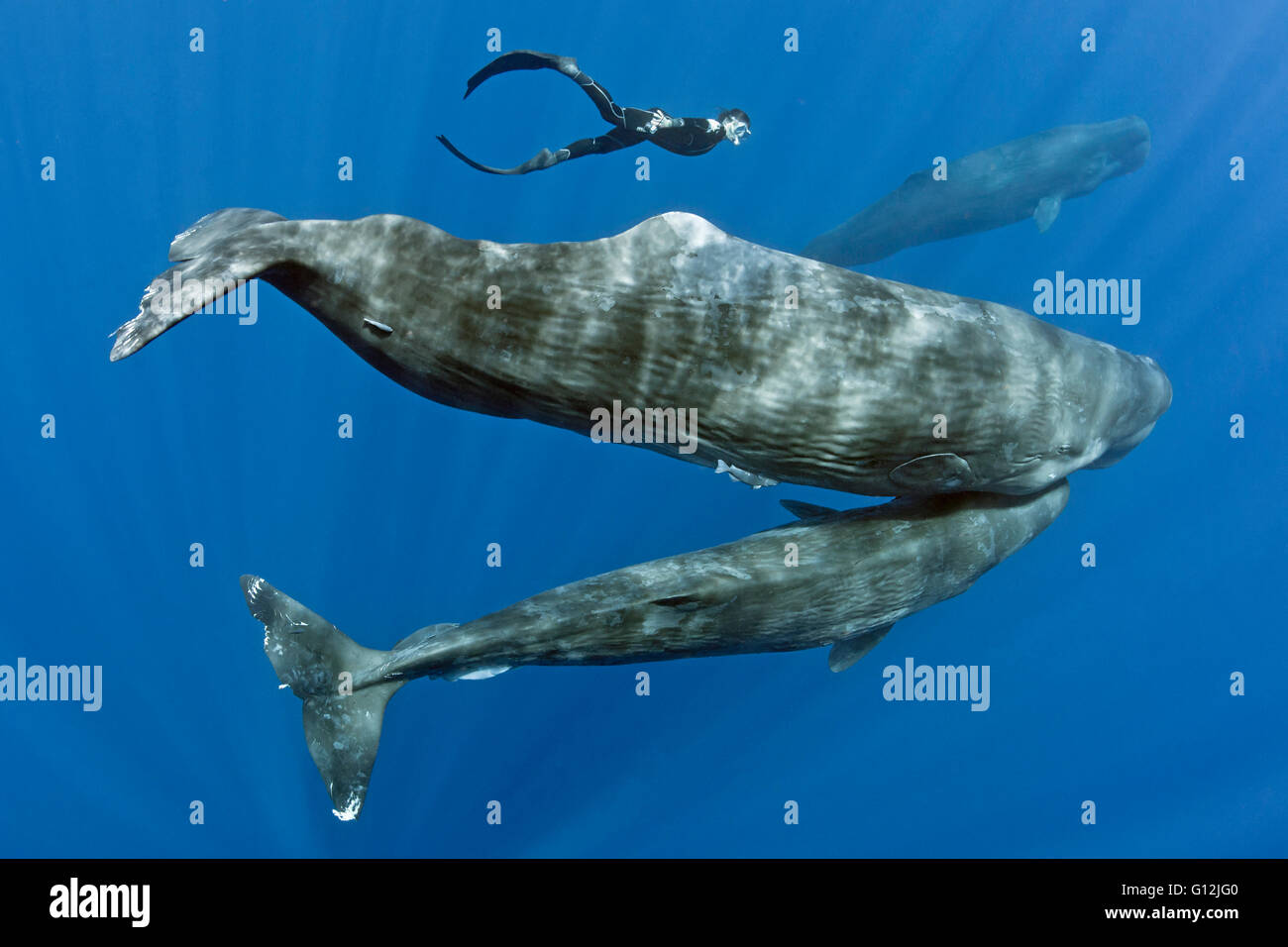 Sperm Whale, Mother and Calf, Physeter macrocephalus, Caribbean Sea, Dominica Stock Photo