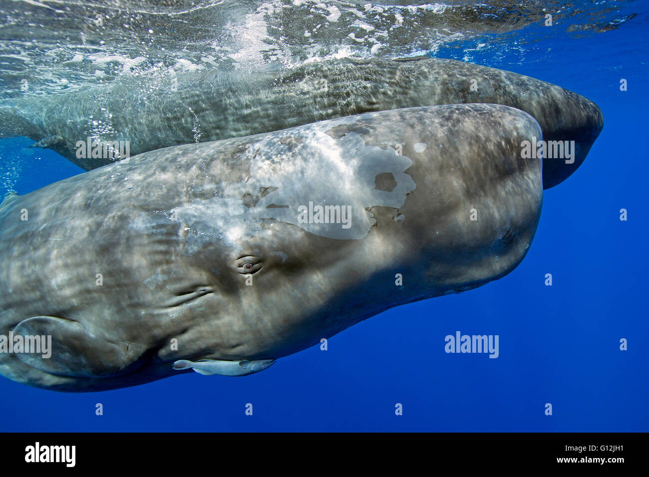 Young sperm whale hires stock photography and images Alamy