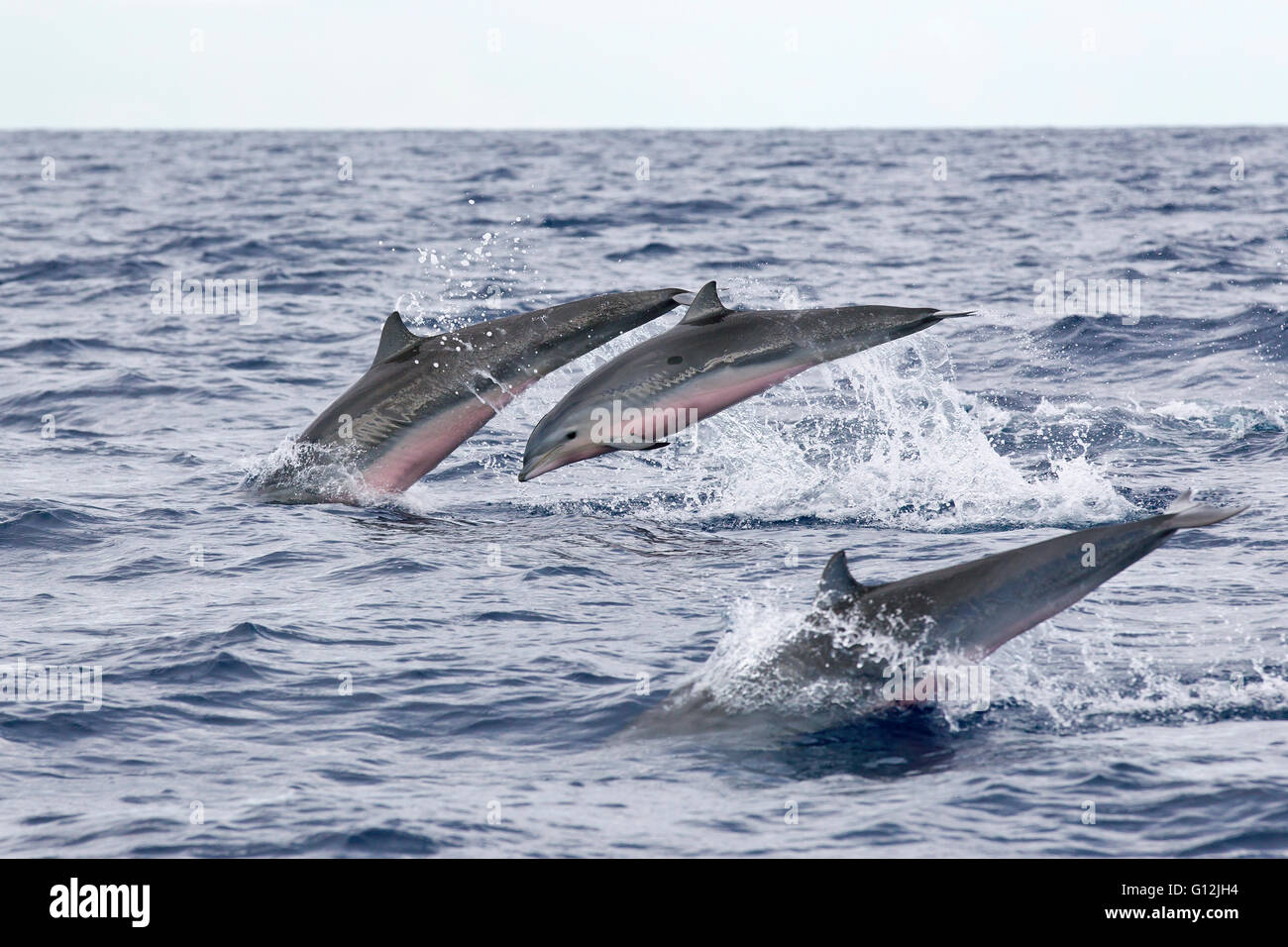 Group of Frasers Dolphins, Lagenodelphis hosei, Caribbean Sea, Dominica Stock Photo