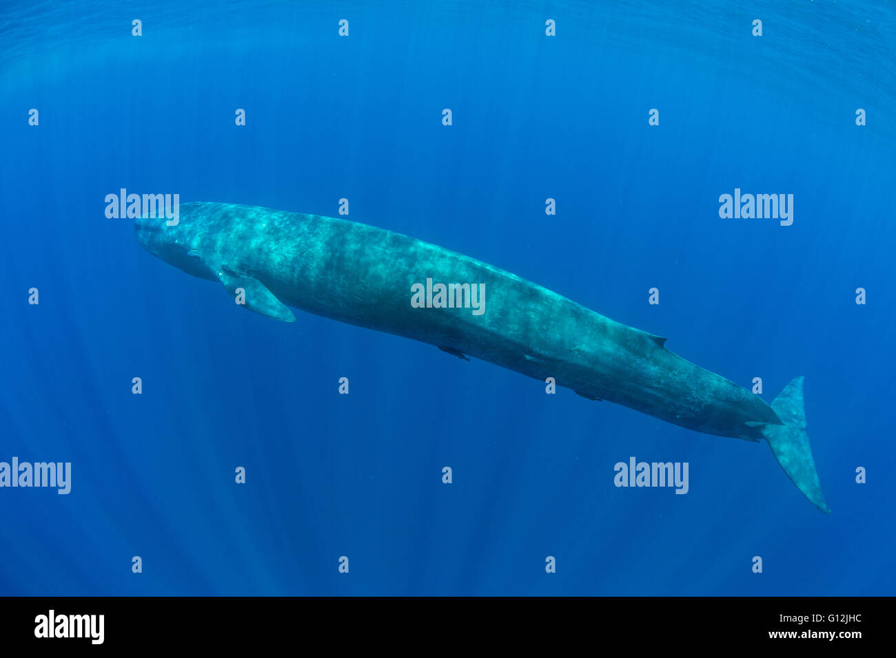 Blue Whale, Balaenoptera musculus, Indian Ocean, Sri Lanka Stock Photo
