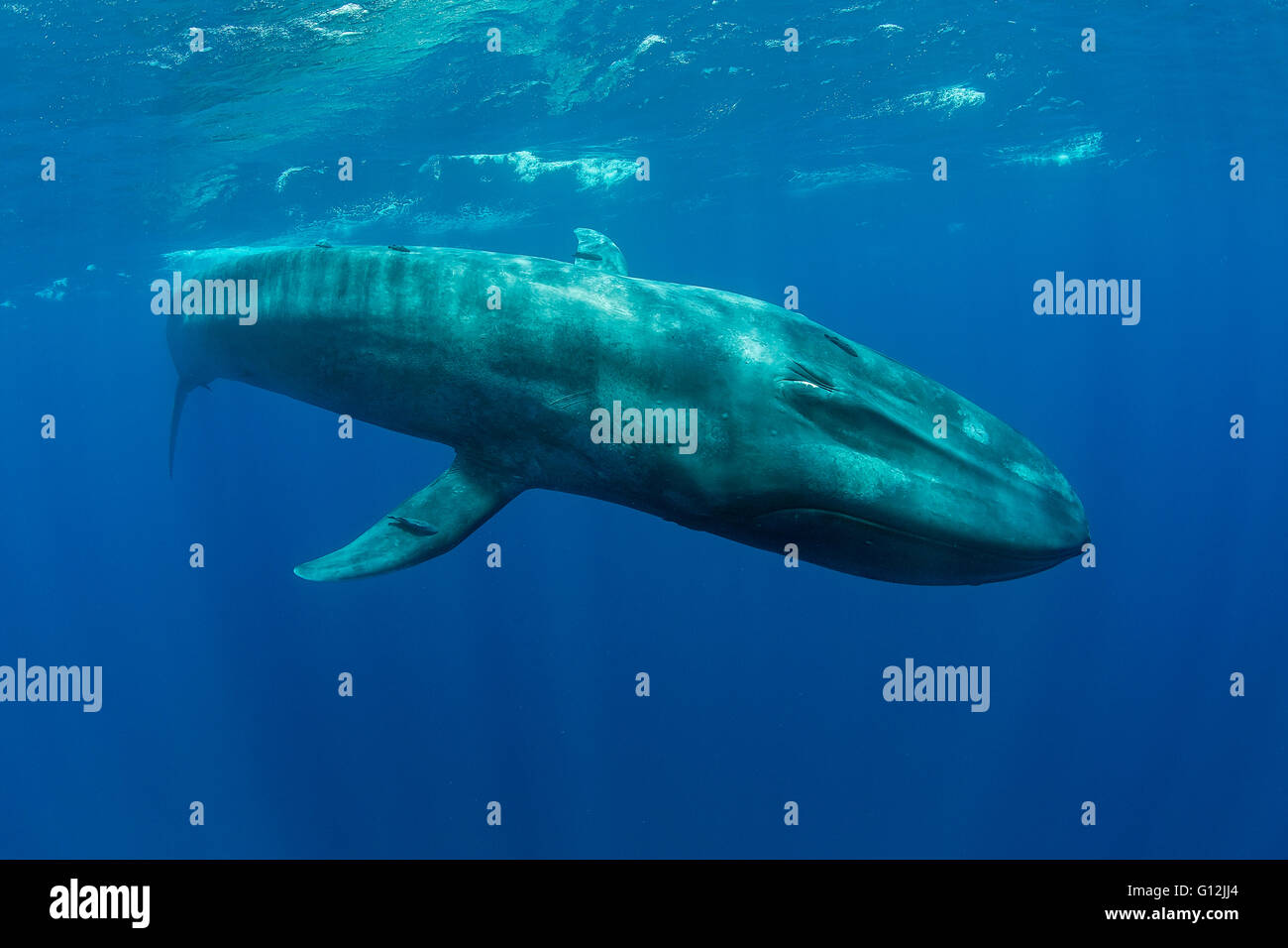 Blue Whale, Balaenoptera musculus, Indian Ocean, Sri Lanka Stock Photo
