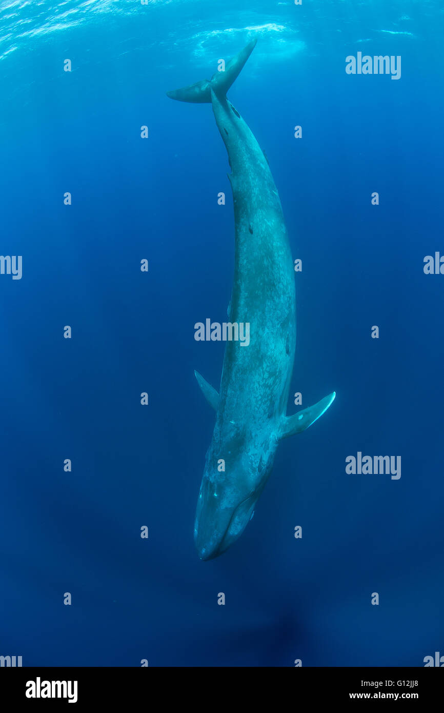 Blue Whale, Balaenoptera musculus, Indian Ocean, Sri Lanka Stock Photo