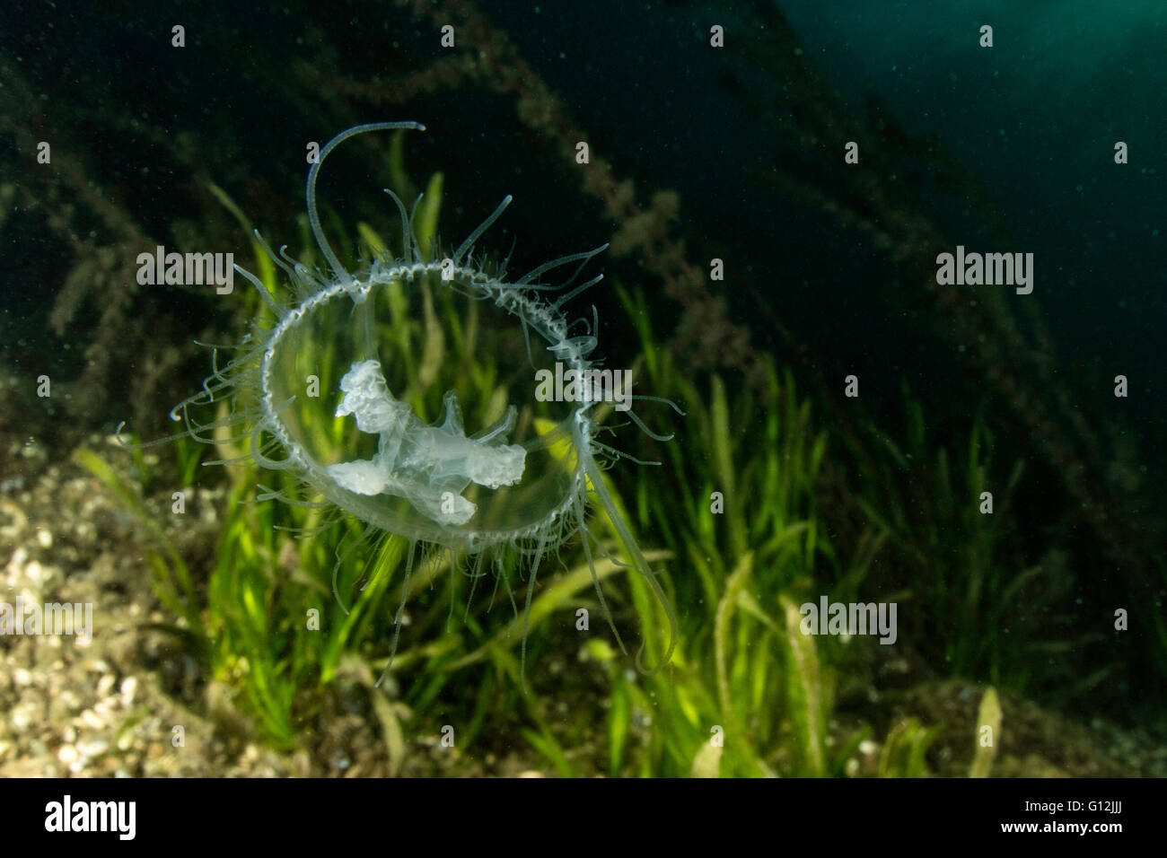 Freshwater Jellyfish, Craspedacusta sowerbii, Lake Lugano, Switzerland Stock Photo
