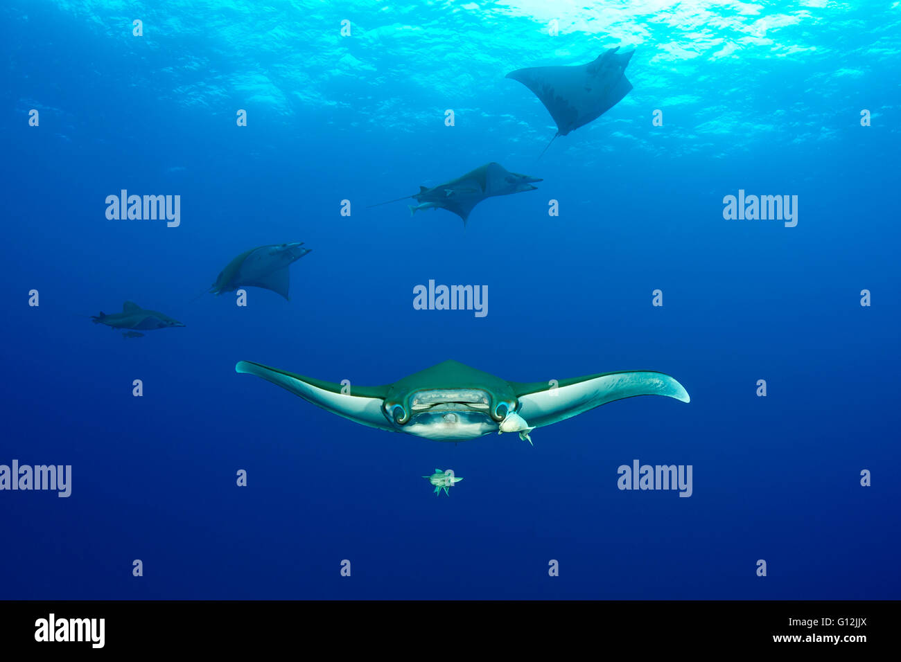 Group of Sicklefin Devil Ray, Mobula tarapacana, Santa Maria, Azores ...