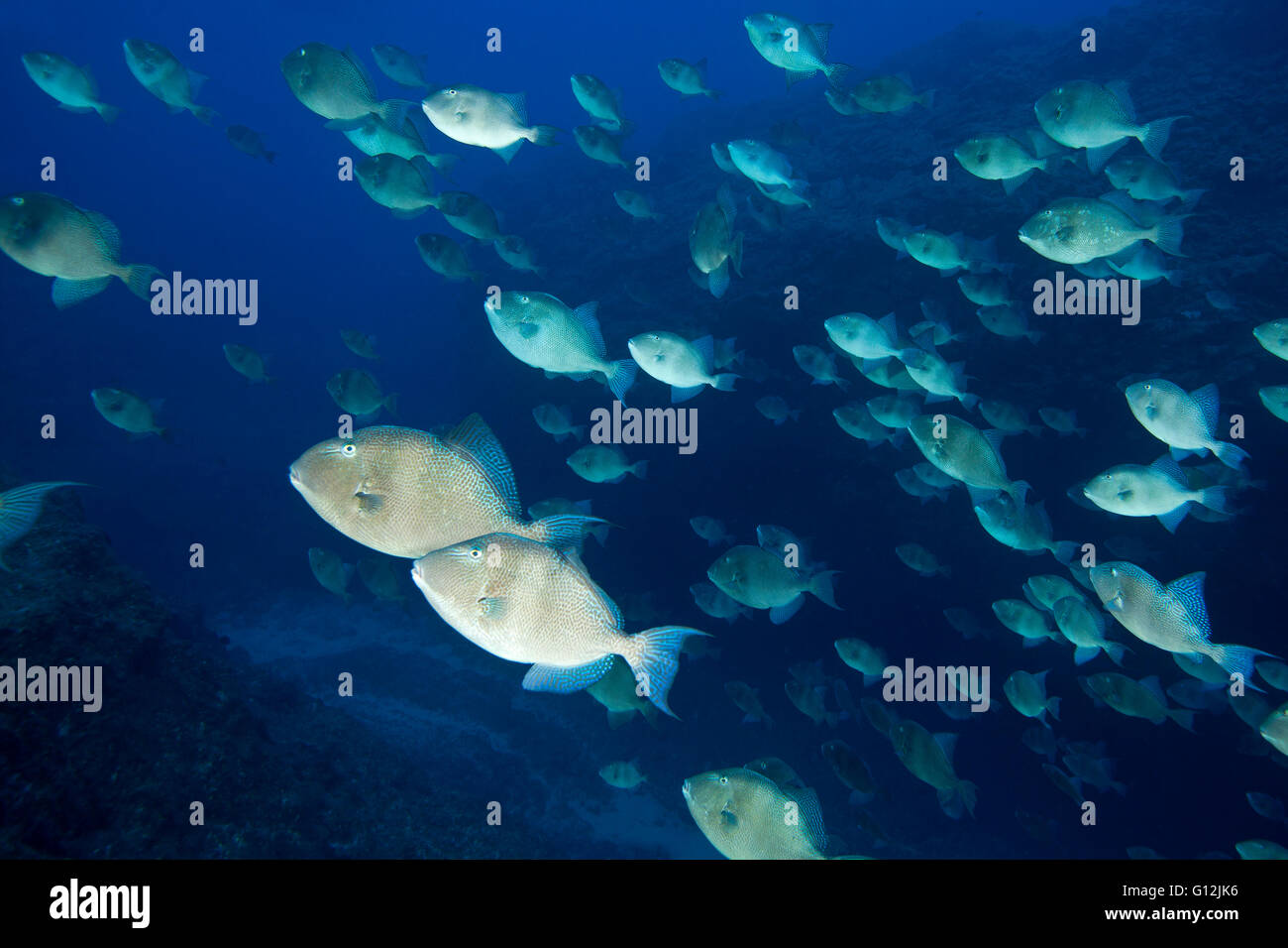 Shoal of Grey Triggerfish, Balistes capriscus, Santa Maria, Azores, Portugal Stock Photo
