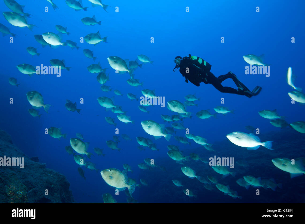 Scuba Diver and Shoal of Grey Triggerfish, Balistes capriscus, Santa Maria, Azores, Portugal Stock Photo