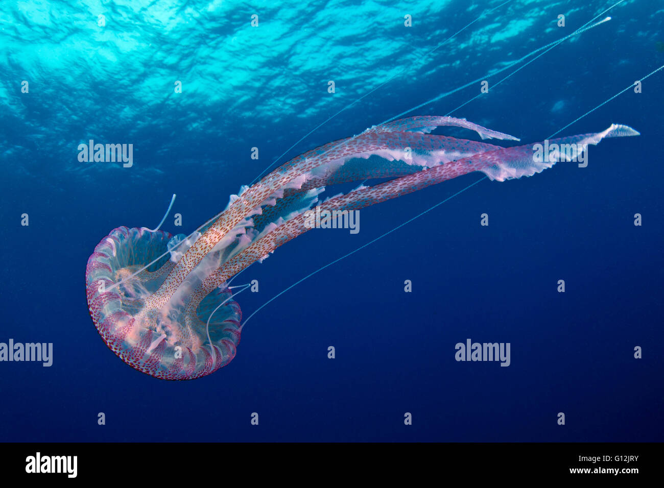 Mauve Stinger Jellyfish, Pelagia noctiluca, Santa Maria, Azores, Portugal Stock Photo