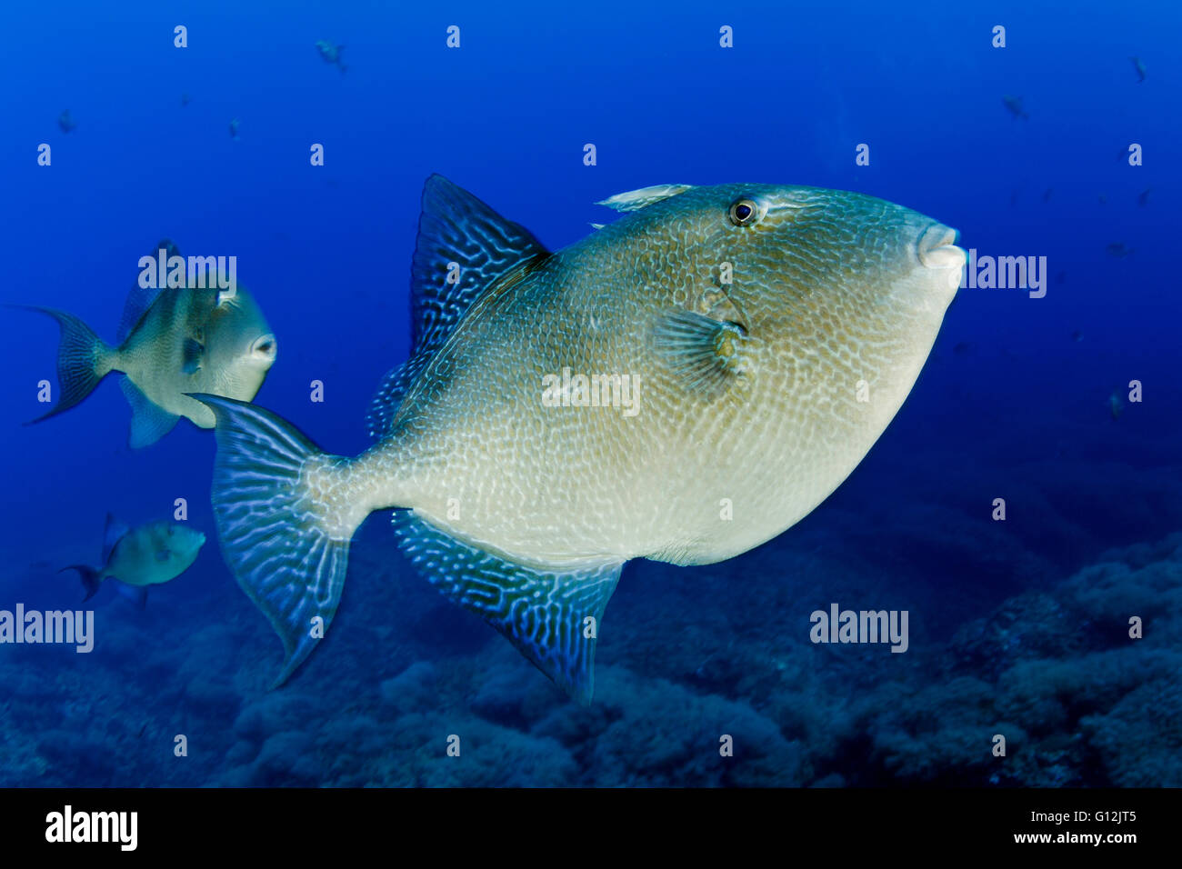 Grey Triggerfish, Balistes capriscus, Santa Maria, Azores, Portugal Stock Photo