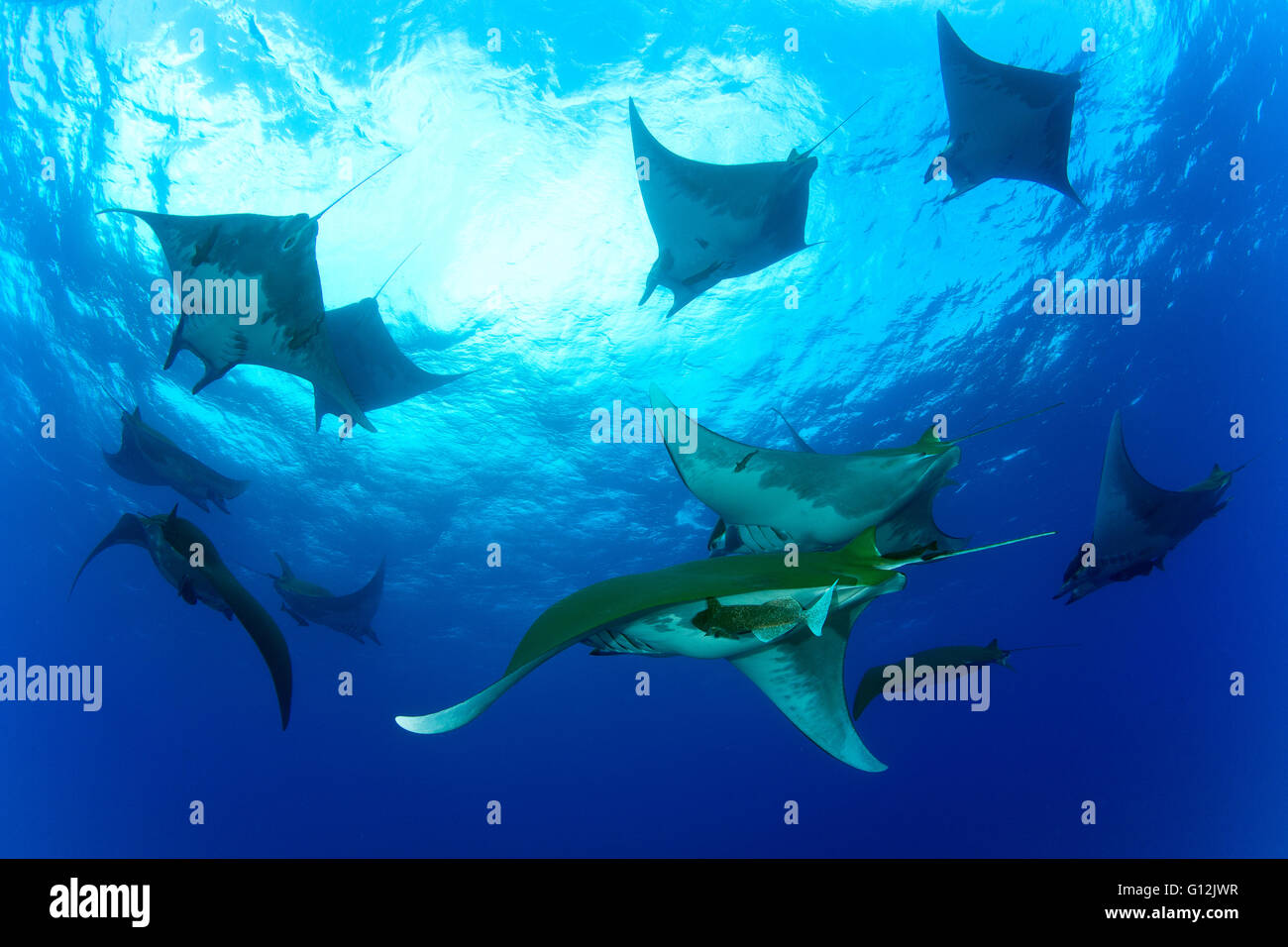 Group of Sicklefin Devil Ray, Mobula tarapacana, Santa Maria, Azores ...