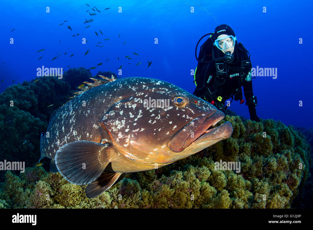 Scuba Diver and Dusky Grouper, Epinephelus marginatus, Formigas, Azores, Portugal Stock Photo
