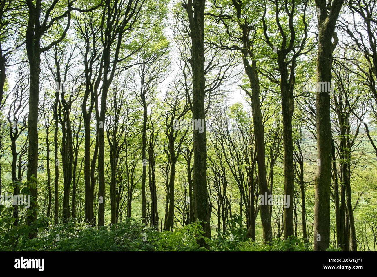 Pattern of sycamore and beech trees,tree trunks in May,sunny day,woodlands  west of Kidwelly,Carmarthenshire,Wales,U.K Stock Photo - Alamy
