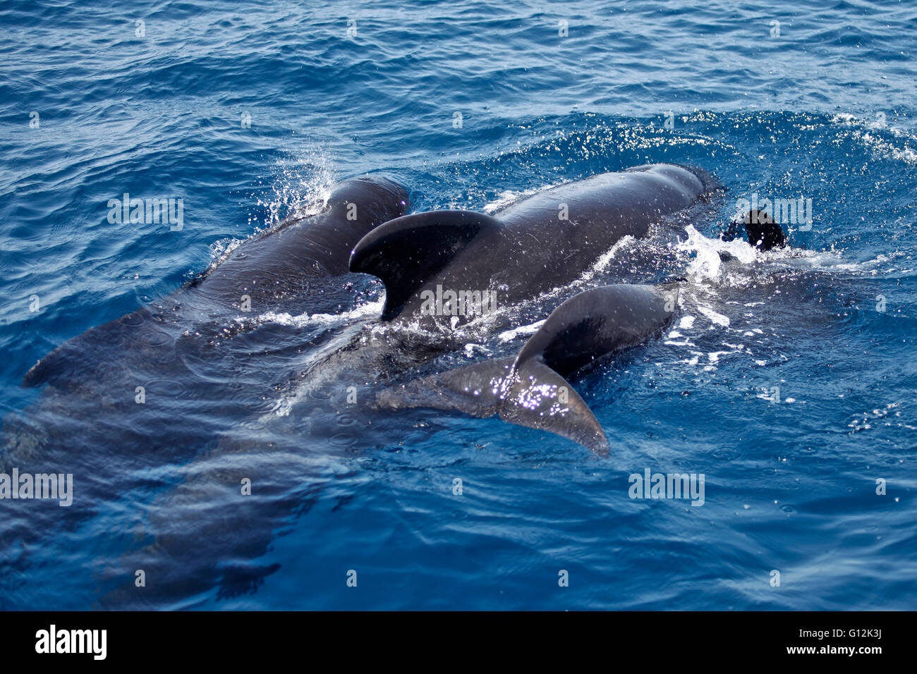Family of Short-finned Pilot Whale, Globicephala macrorhynchus, Strait of Gibraltar, Spain Stock Photo