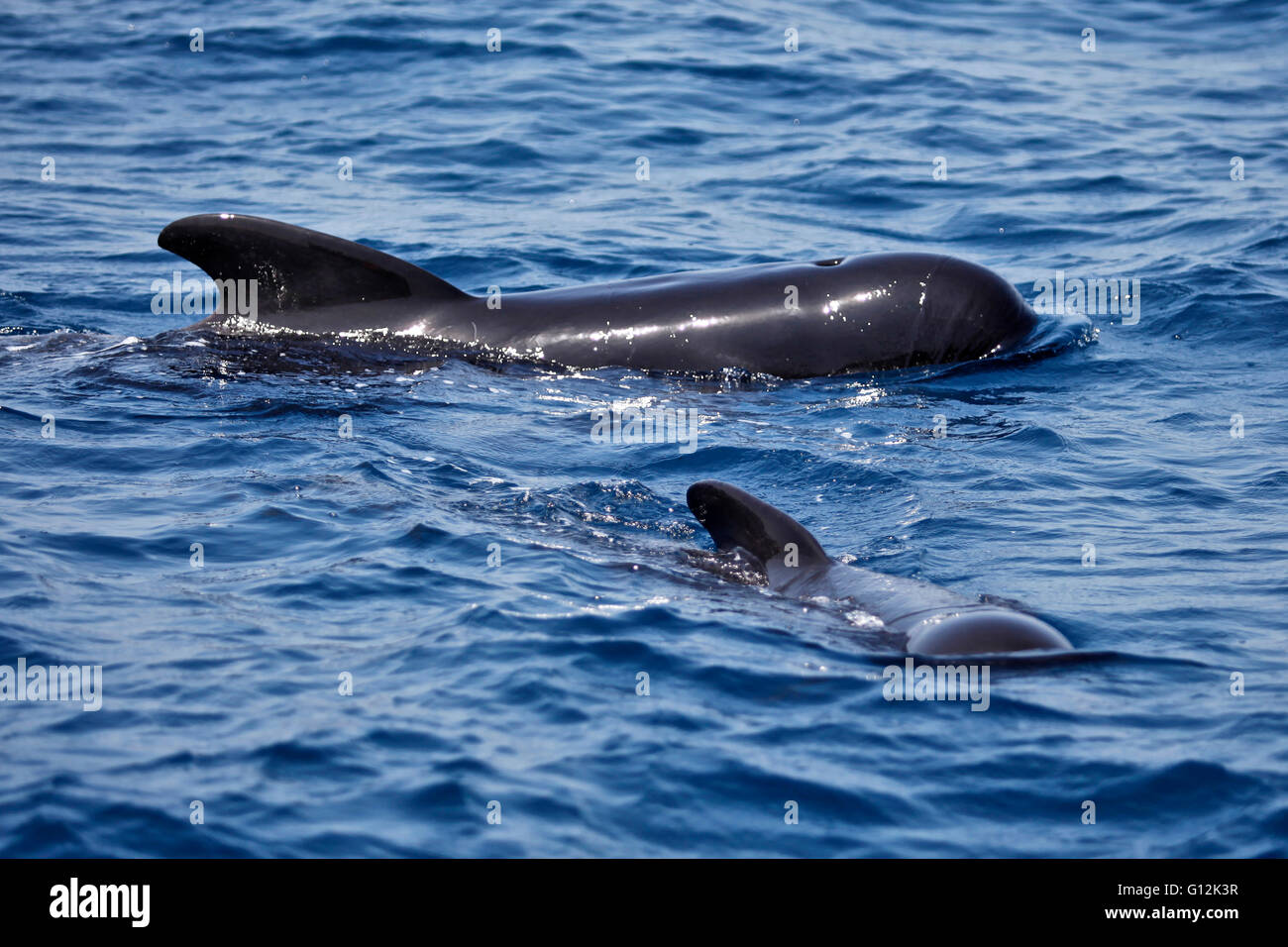 Family of Short-finned Pilot Whale, Globicephala macrorhynchus, Strait of Gibraltar, Spain Stock Photo