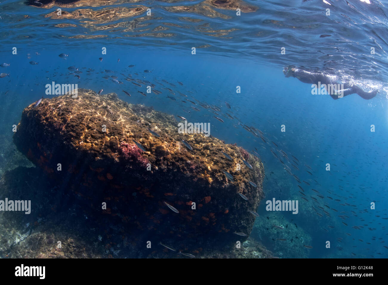 Diving at Acantilados de MaroCerro Gordo National Park, Costa del Sol, Andalusia, Spain Stock