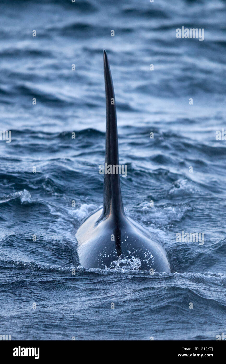 Dorsal Fin of Orca Killer Whale, Orcinus orca, Vesteralen, Norway Stock Photo