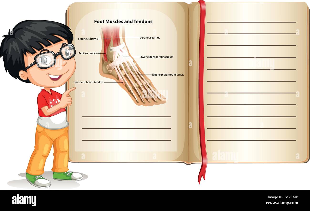 Foot muscles and tendons on page illustration Stock Vector
