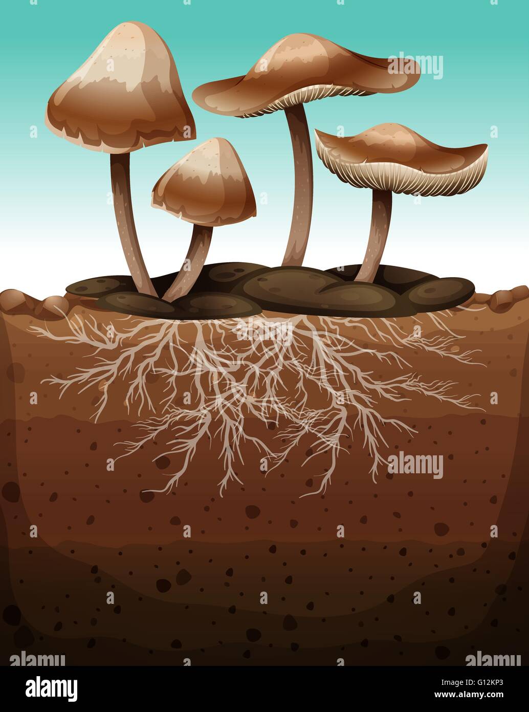 Fresh mushroom with roots underground illustration Stock Vector Image