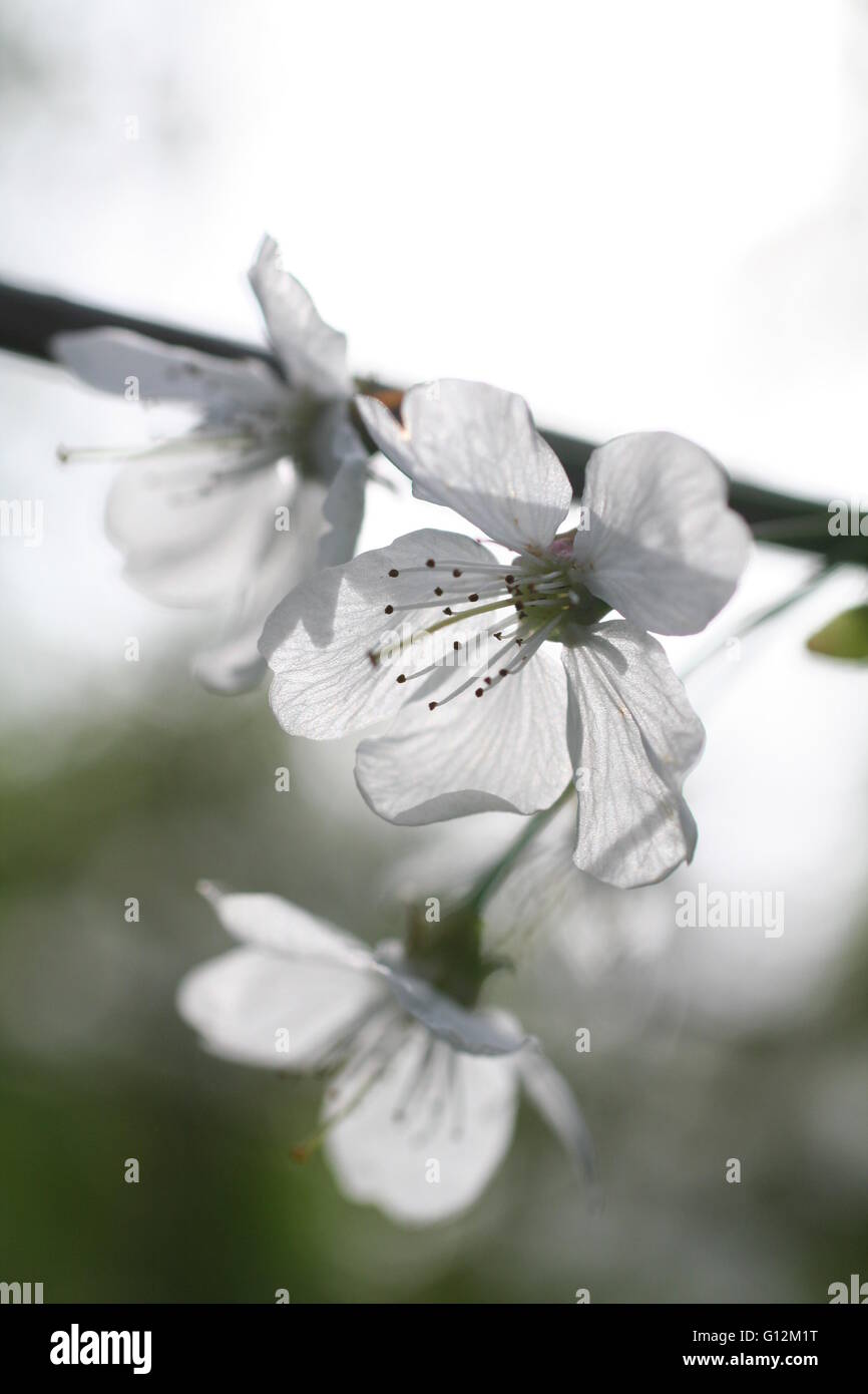 Closeup of lapins cherry flowers, blossom on a tree Stock Photo
