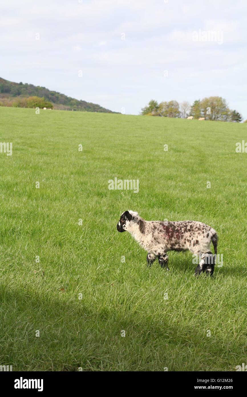 Baby sheep, lamb in a field full of green grass Stock Photo