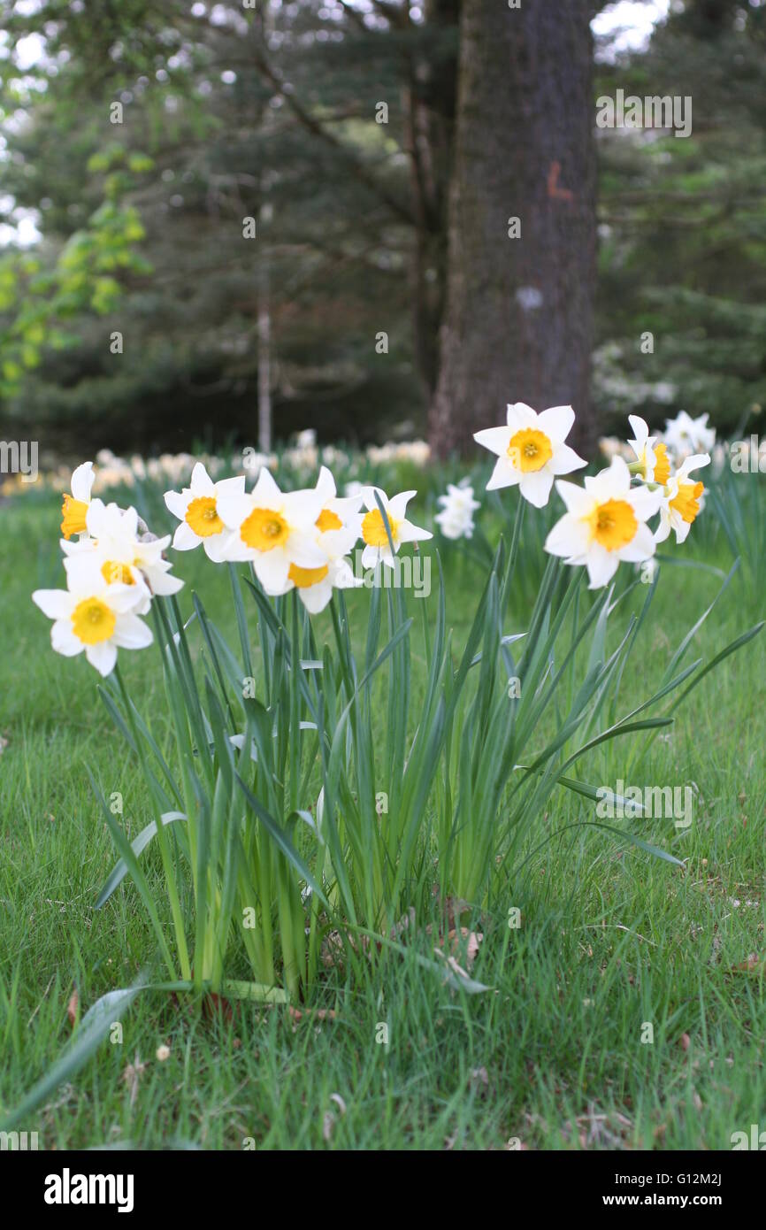 Yellow and white daffodils in a garden Stock Photo