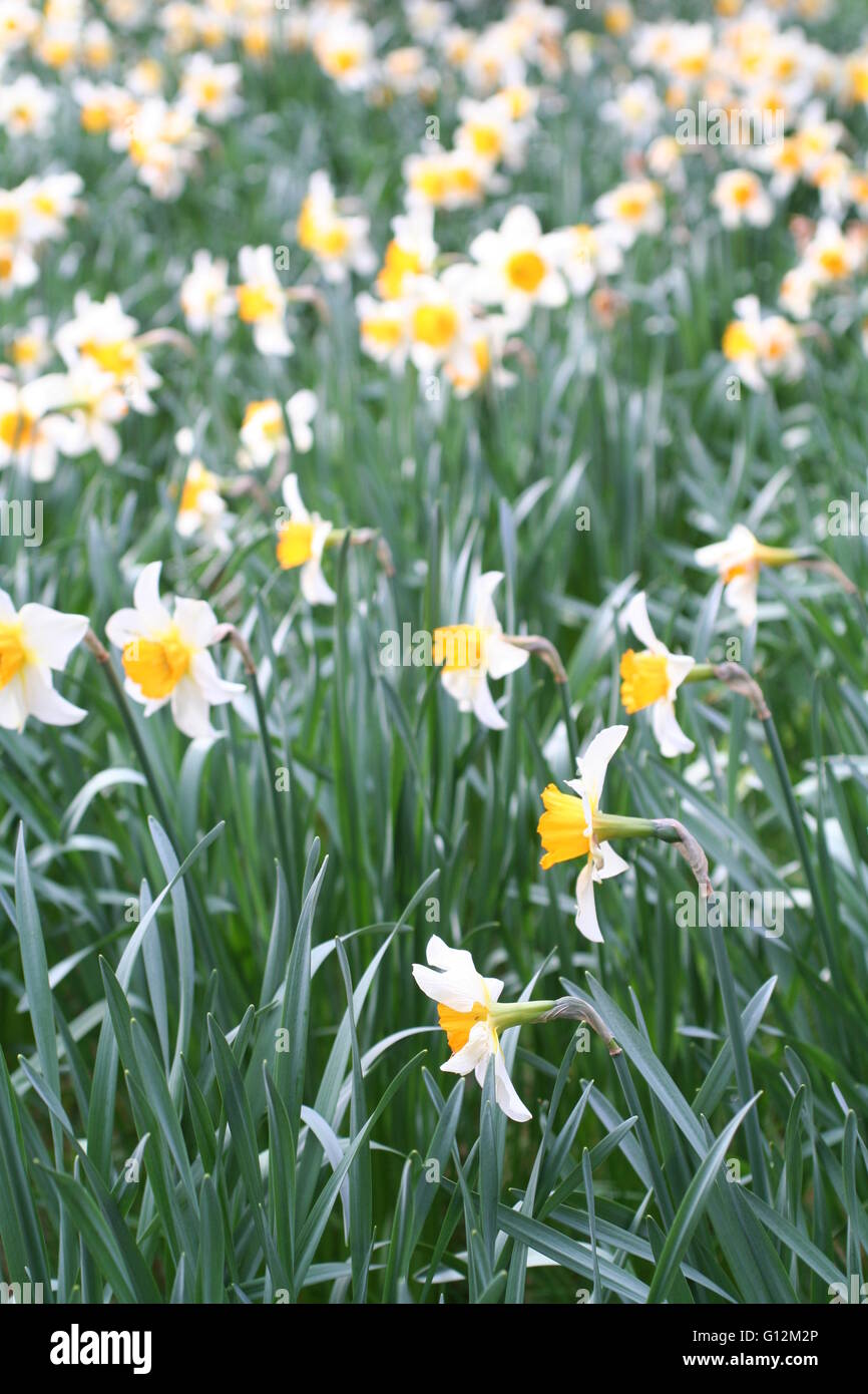 Yellow and white daffodils in a garden Stock Photo