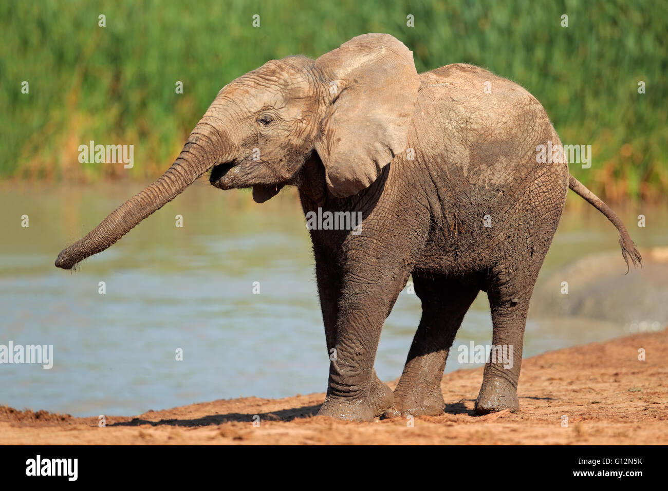 An African elephant (Loxodonta africana) at a waterhole, Addo Elephant National Park, South Africa Stock Photo